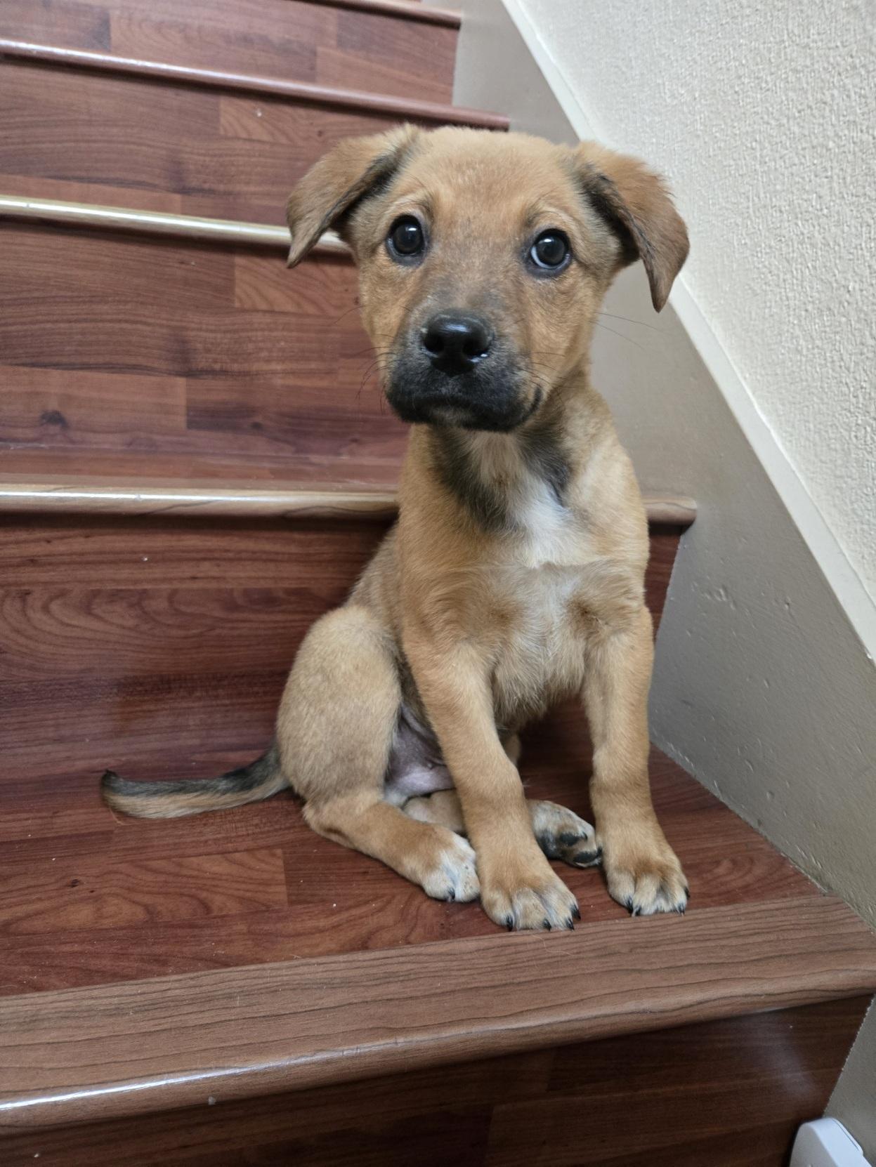 Jared, an adopted mixed breed in Orlando, FL image 1/6