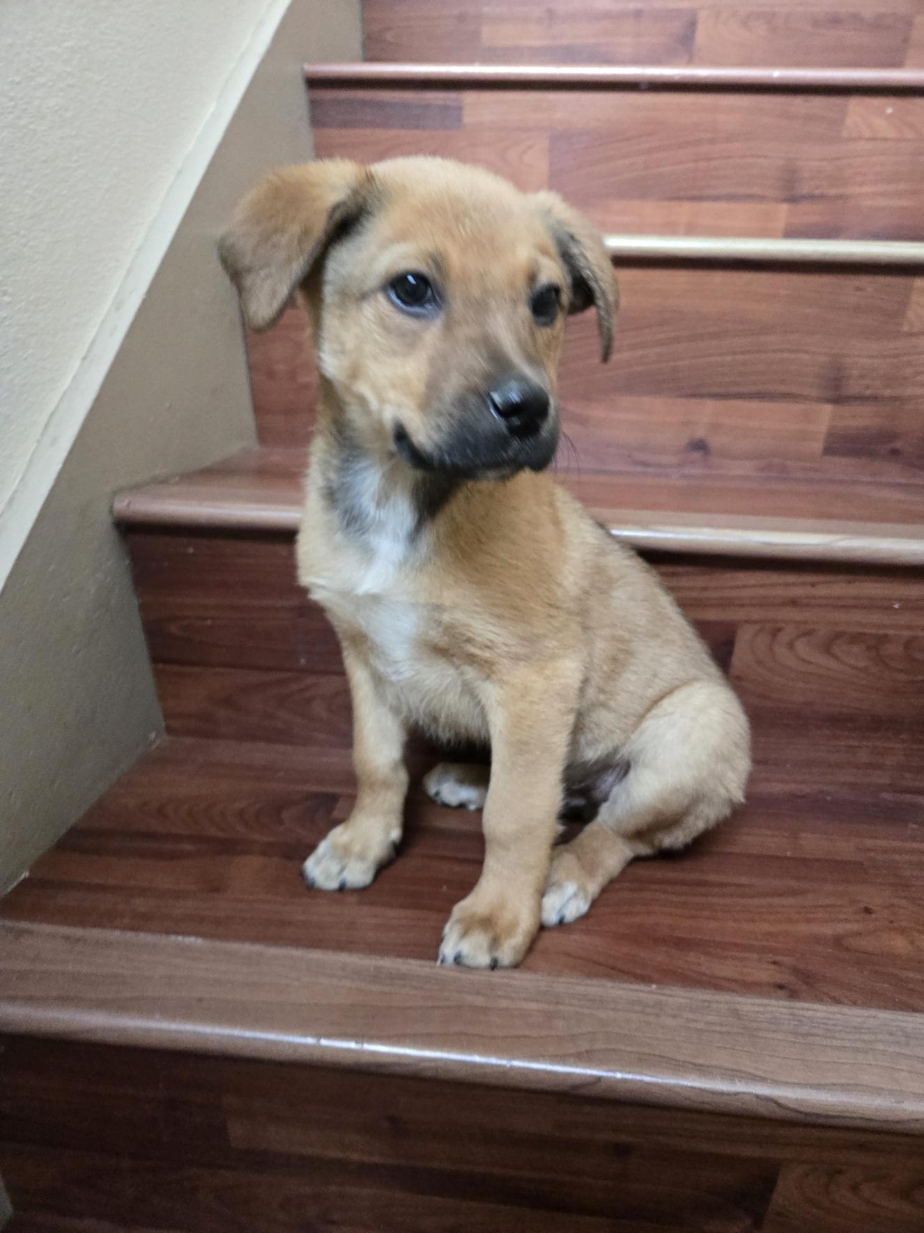 Jared, an adopted mixed breed in Orlando, FL image 5/6