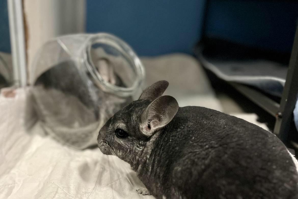 Enlarge Tangy & California, a Adoptable Chinchilla in Eugene, OR image 1/5