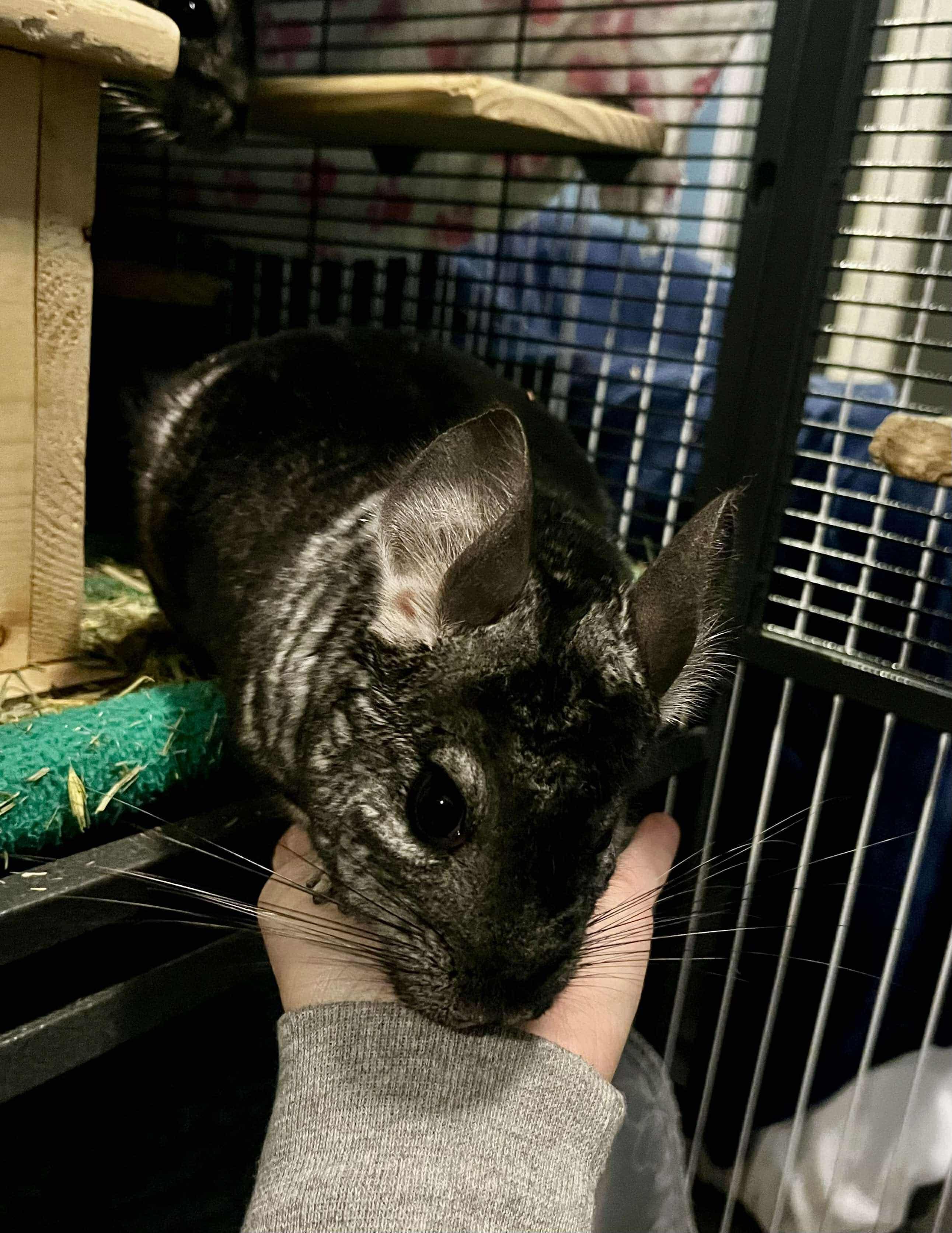 Enlarge Tangy & California, a Adoptable Chinchilla in Eugene, OR image 2/5