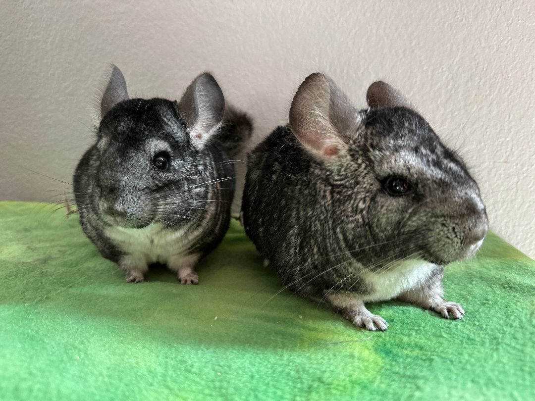 Enlarge Tangy & California, a Adoptable Chinchilla in Eugene, OR image 3/5
