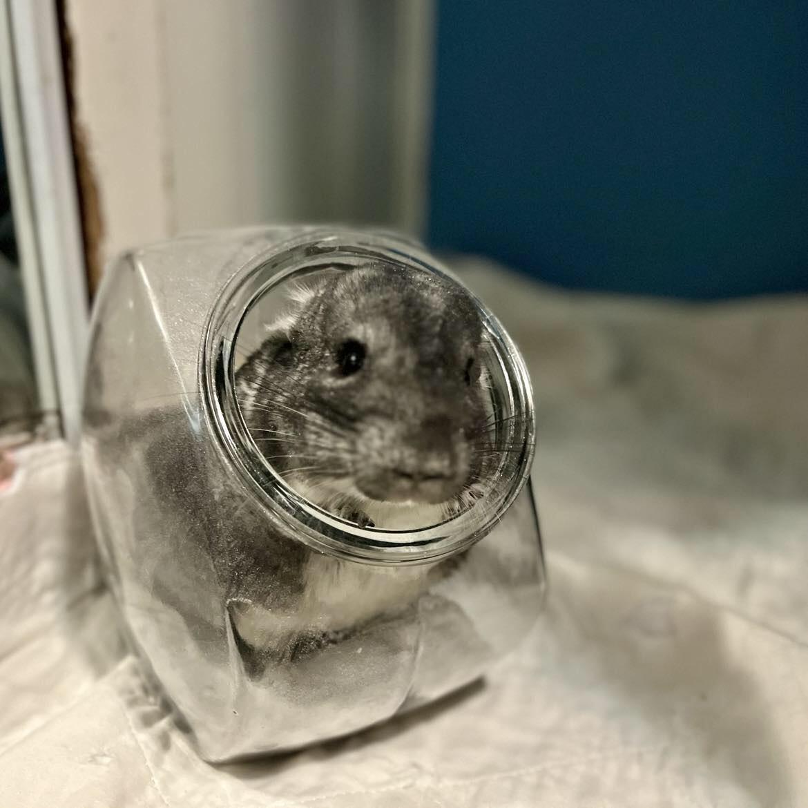 Enlarge Tangy & California, a Adoptable Chinchilla in Eugene, OR image 4/5