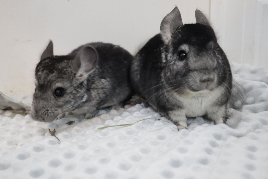 Enlarge Tangy & California, a Adoptable Chinchilla in Eugene, OR image 5/5