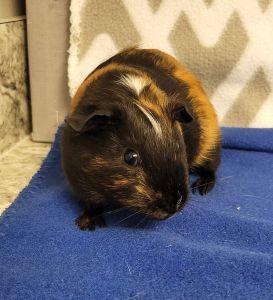 Nono, a ADOPTABLE Guinea Pig in Bucyrus, OH image 2/3