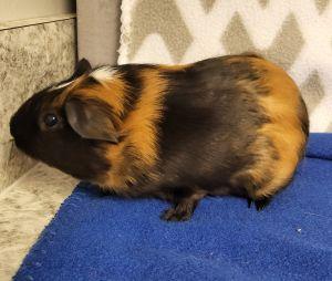 Nono, a ADOPTABLE Guinea Pig in Bucyrus, OH image 3/3