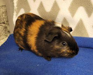 Nono, a ADOPTABLE Guinea Pig in Bucyrus, OH image 1/3
