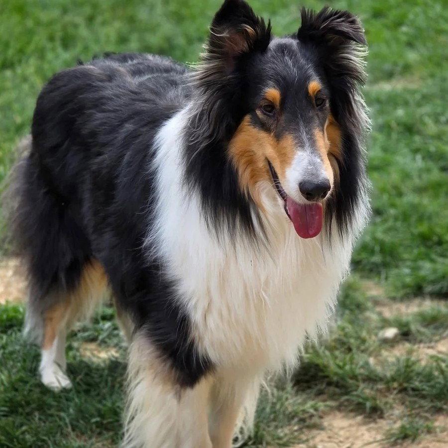 Enlarge Bello, a Adoptable Collie in Dublin, OH image 1/1