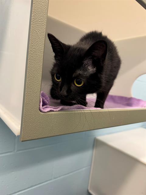 VERONICA, Adoptable, Young Female Domestic Short Hair.