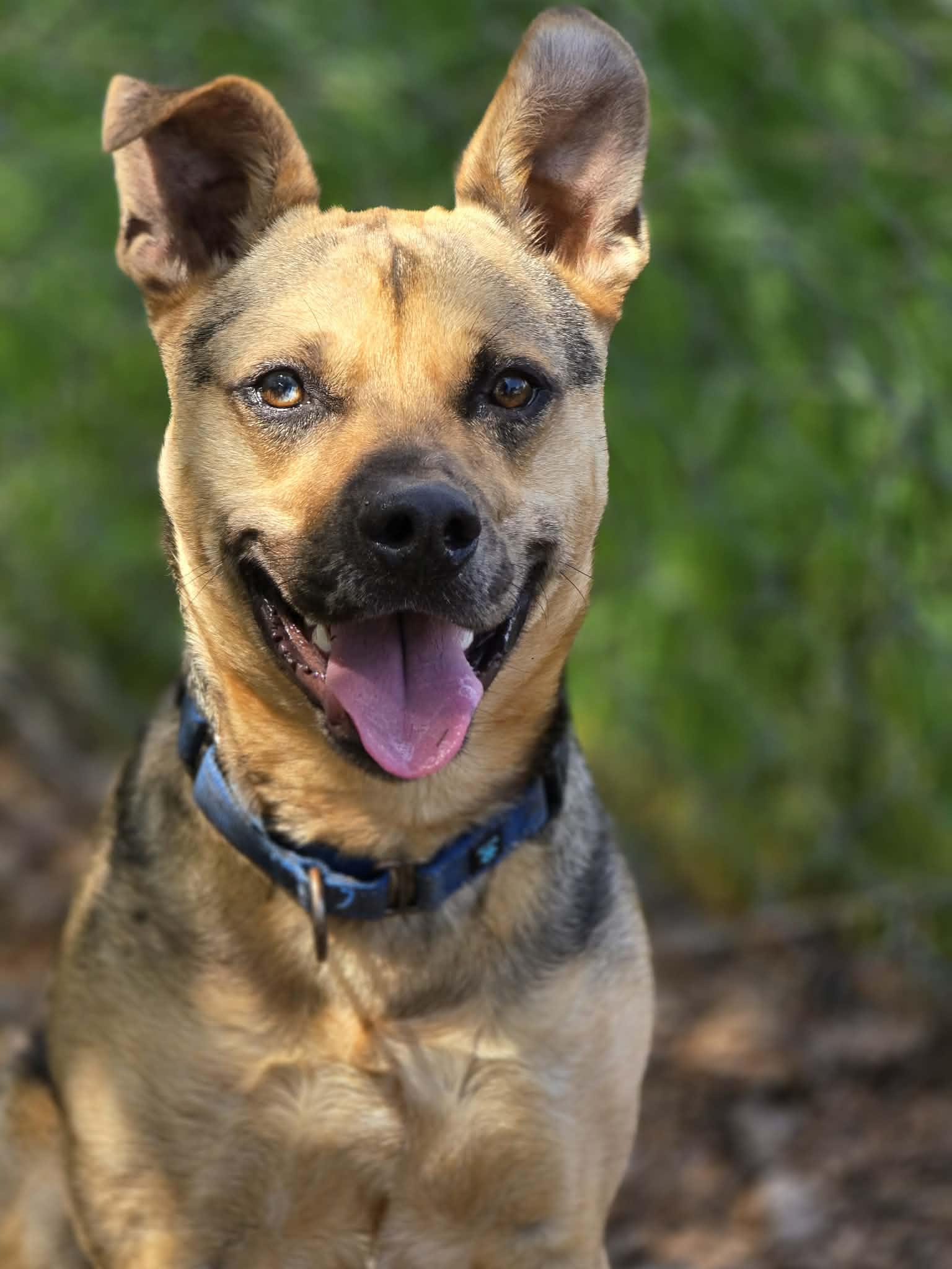 Muddy Buddy, a ADOPTABLE mixed breed in Grants Pass, OR image 3/6