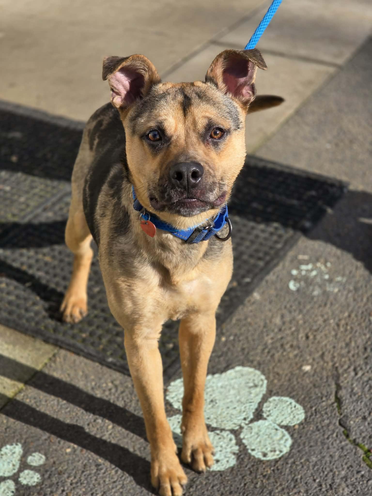 Enlarge Muddy Buddy, a ADOPTABLE mixed breed in Grants Pass, OR image 2/6