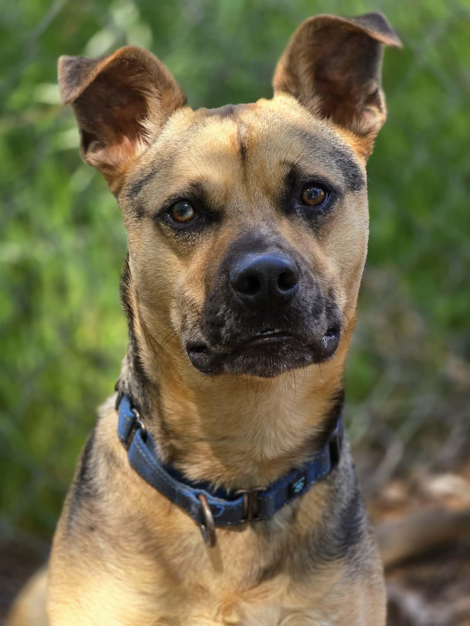 Muddy Buddy, a ADOPTABLE mixed breed in Grants Pass, OR image 4/6