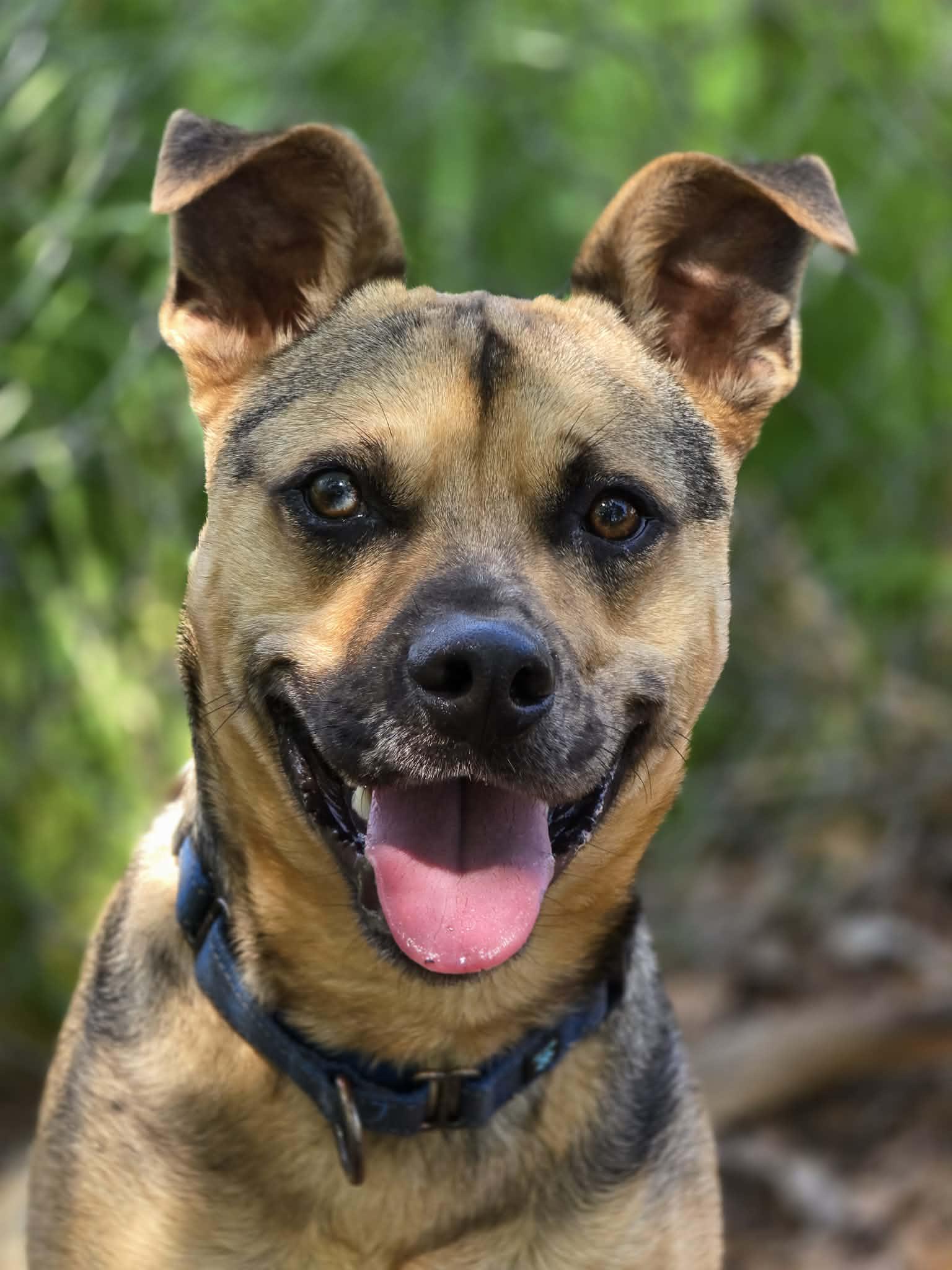 Muddy Buddy, ADOPTABLE, Young Male Pit Bull Terrier & Australian Shepherd.