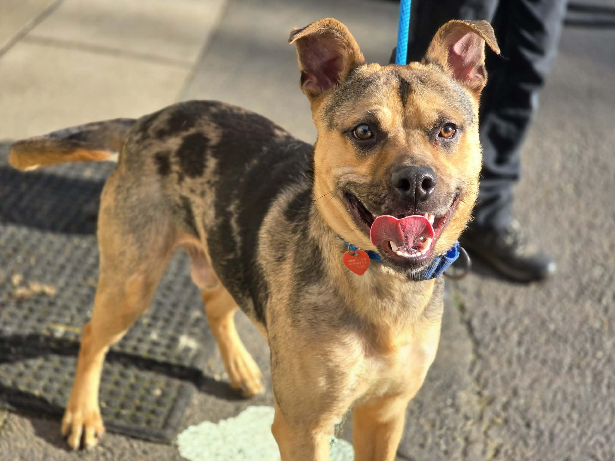 Enlarge Muddy Buddy, a ADOPTABLE mixed breed in Grants Pass, OR image 1/6