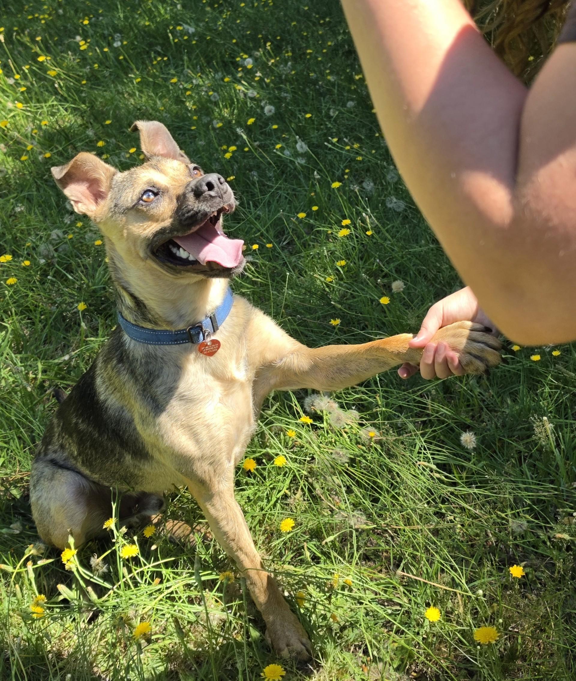 Enlarge Muddy Buddy, a ADOPTABLE mixed breed in Grants Pass, OR image 2/6
