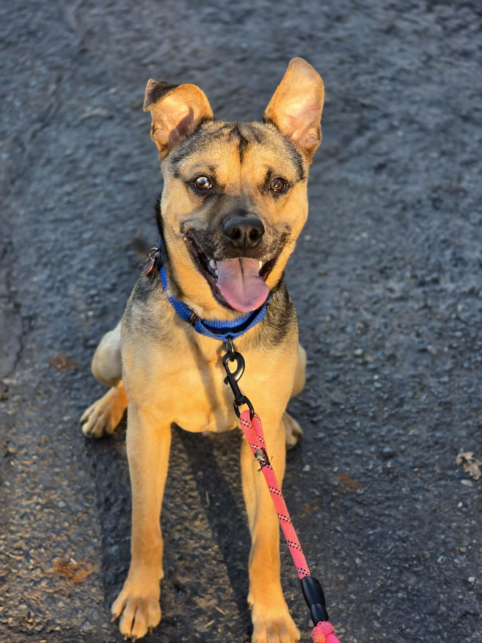 Enlarge Muddy Buddy, a ADOPTABLE mixed breed in Grants Pass, OR image 3/6