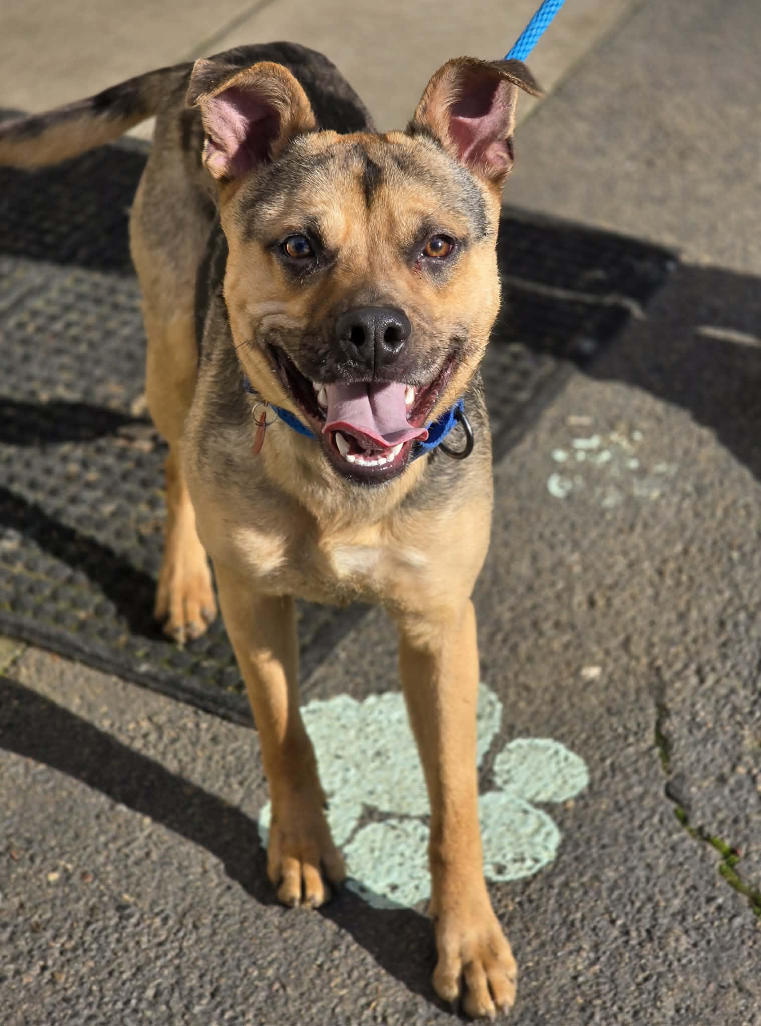 Enlarge Muddy Buddy, a ADOPTABLE mixed breed in Grants Pass, OR image 4/6