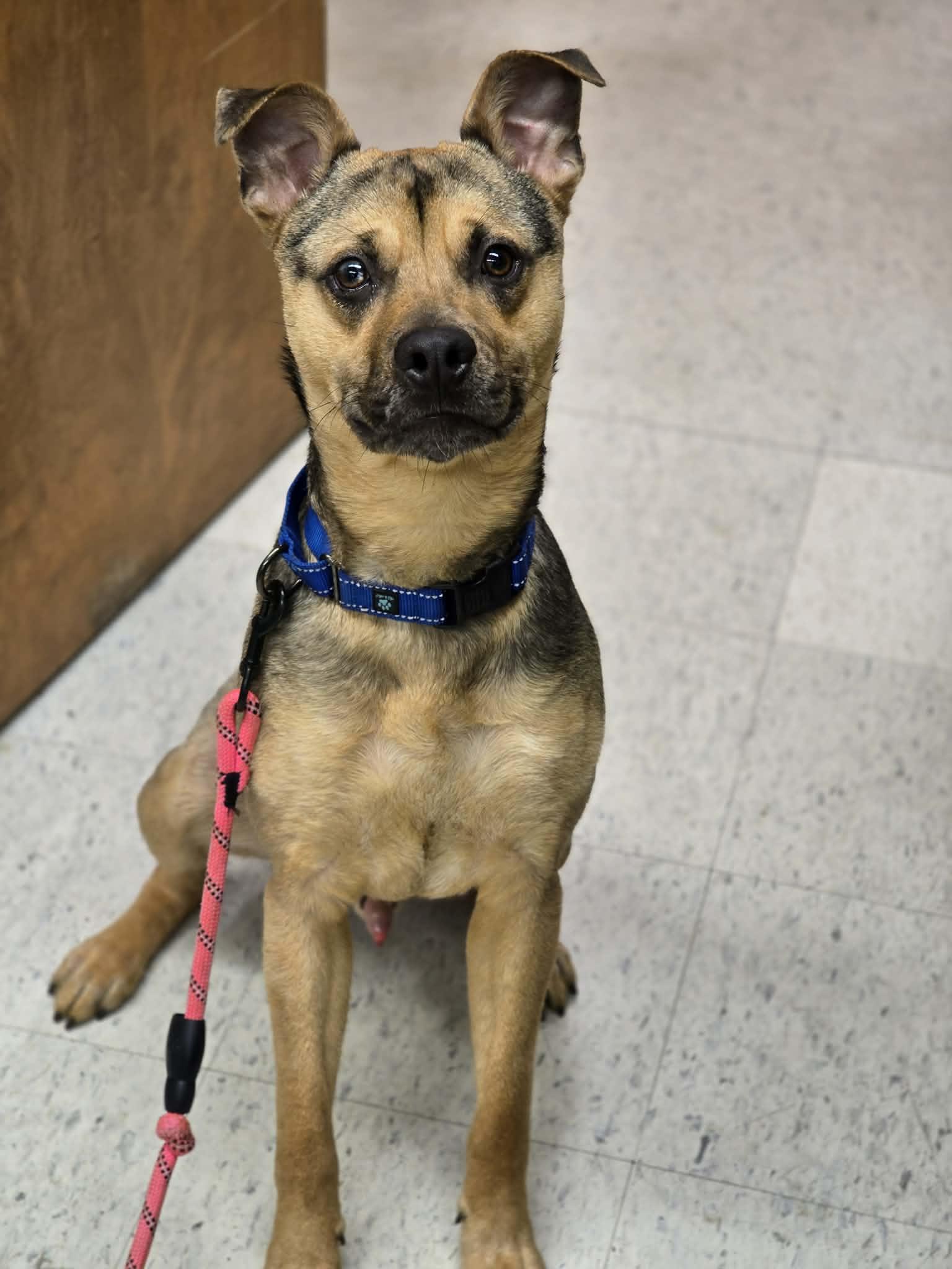 Enlarge Muddy Buddy, a ADOPTABLE mixed breed in Grants Pass, OR image 5/6