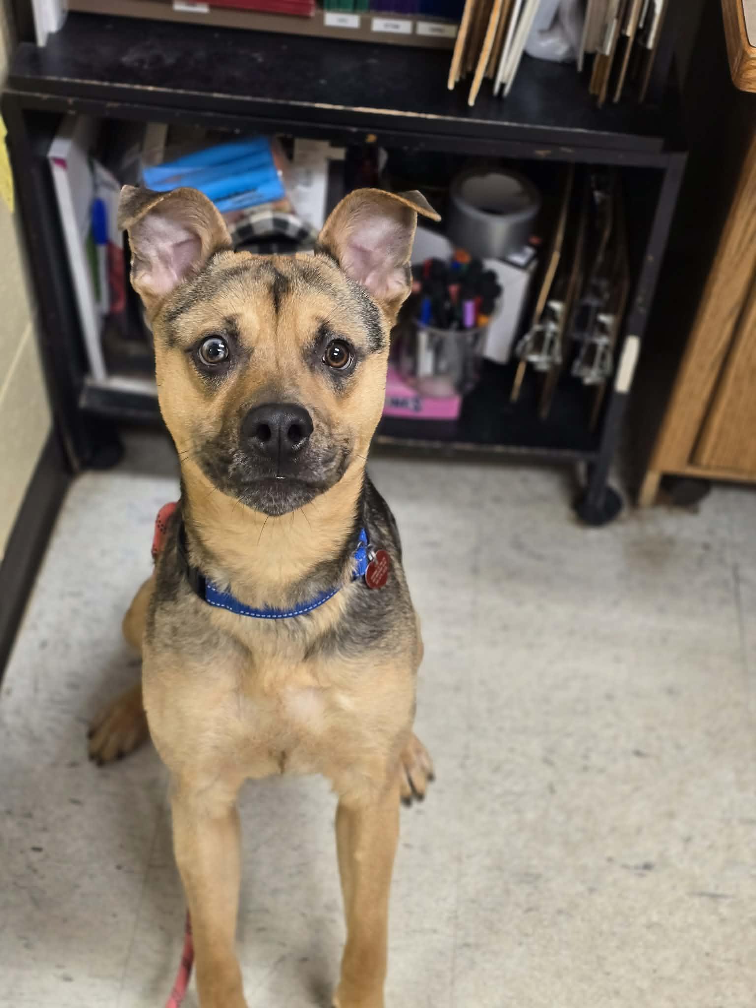 Enlarge Muddy Buddy, a ADOPTABLE mixed breed in Grants Pass, OR image 6/6