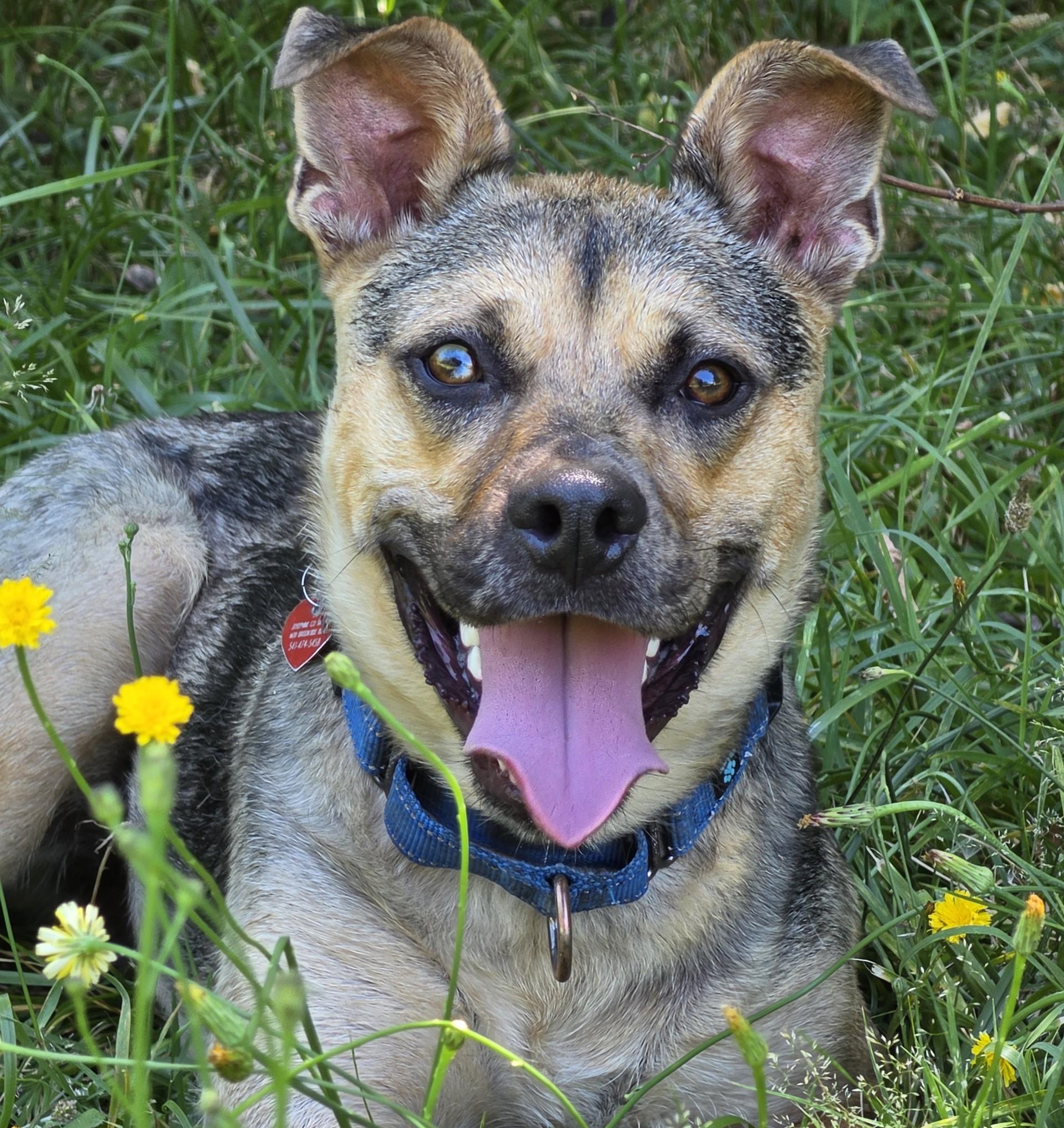 Muddy Buddy, ADOPTABLE, Young Male Pit Bull Terrier & Australian Shepherd.