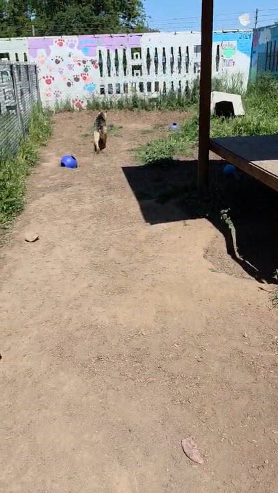 Enlarge Muddy Buddy, a ADOPTABLE mixed breed in Grants Pass, OR video 6/6