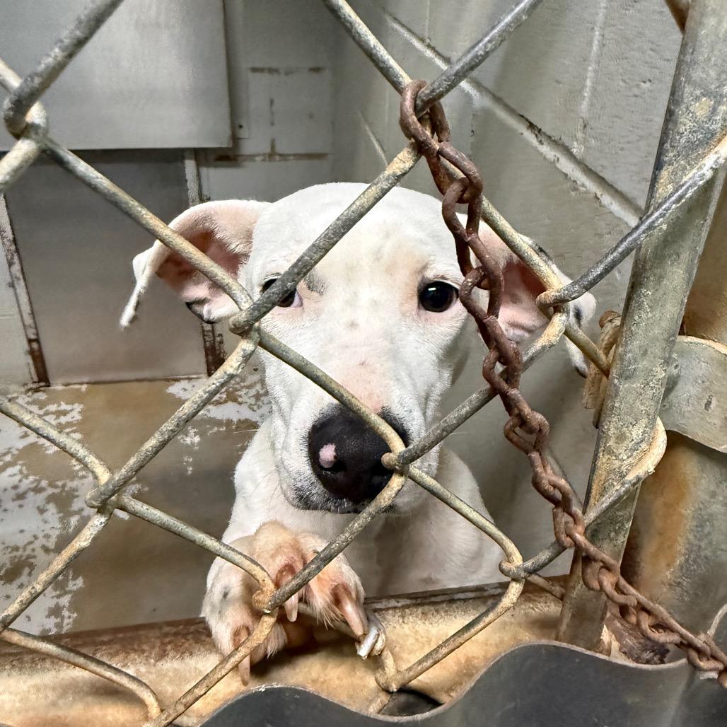 Enlarge Dolce, a Adoptable Mixed Breed in Hamilton, GA image 1/6