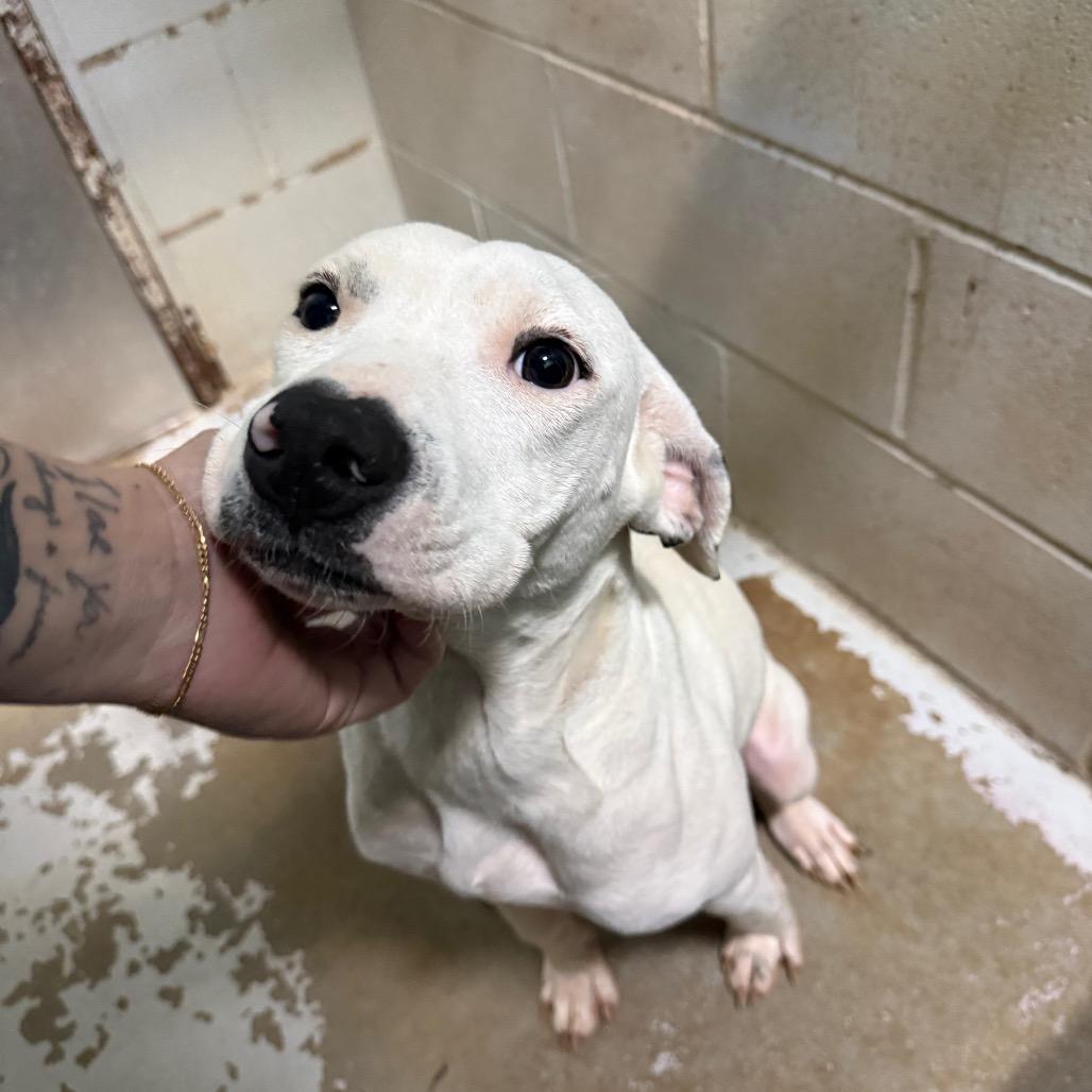 Enlarge Dolce, a Adoptable Mixed Breed in Hamilton, GA image 2/6