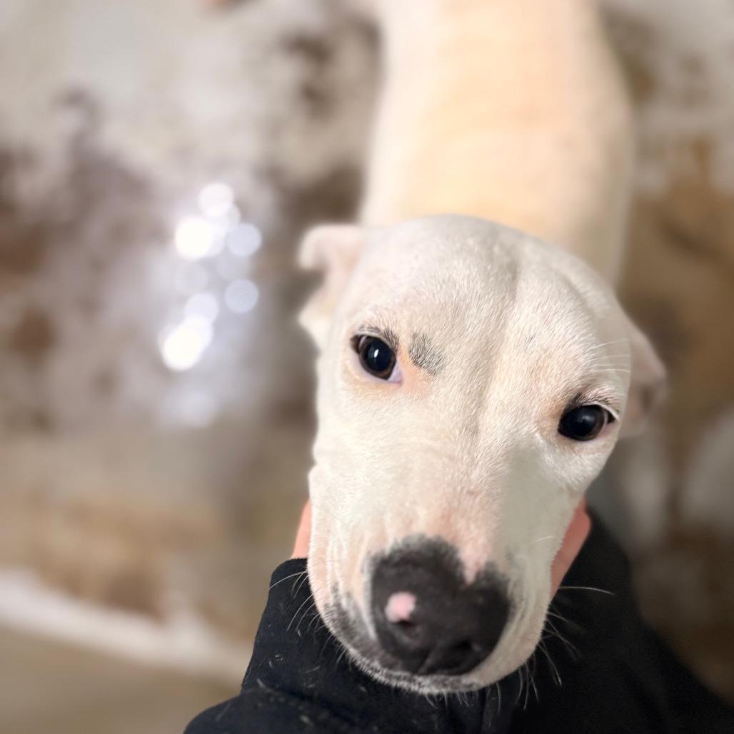 Enlarge Dolce, a Adoptable Mixed Breed in Hamilton, GA image 3/6