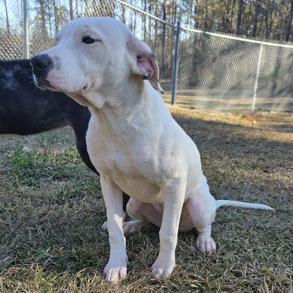 Enlarge Dolce, a Adoptable Mixed Breed in Hamilton, GA image 5/6