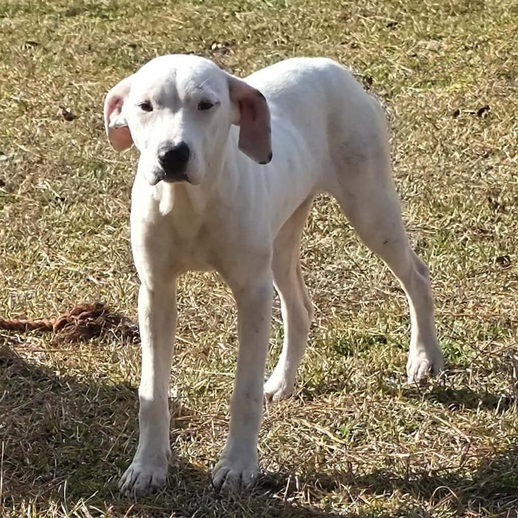 Enlarge Dolce, a Adoptable Mixed Breed in Hamilton, GA image 6/6