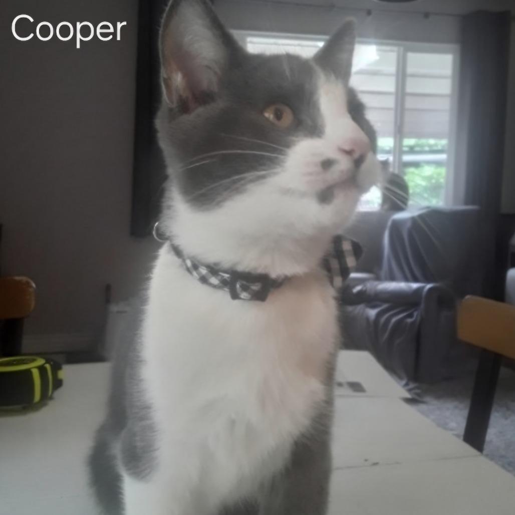 Cooper, a Adoptable Domestic Short Hair in Layton, UT image 1/2
