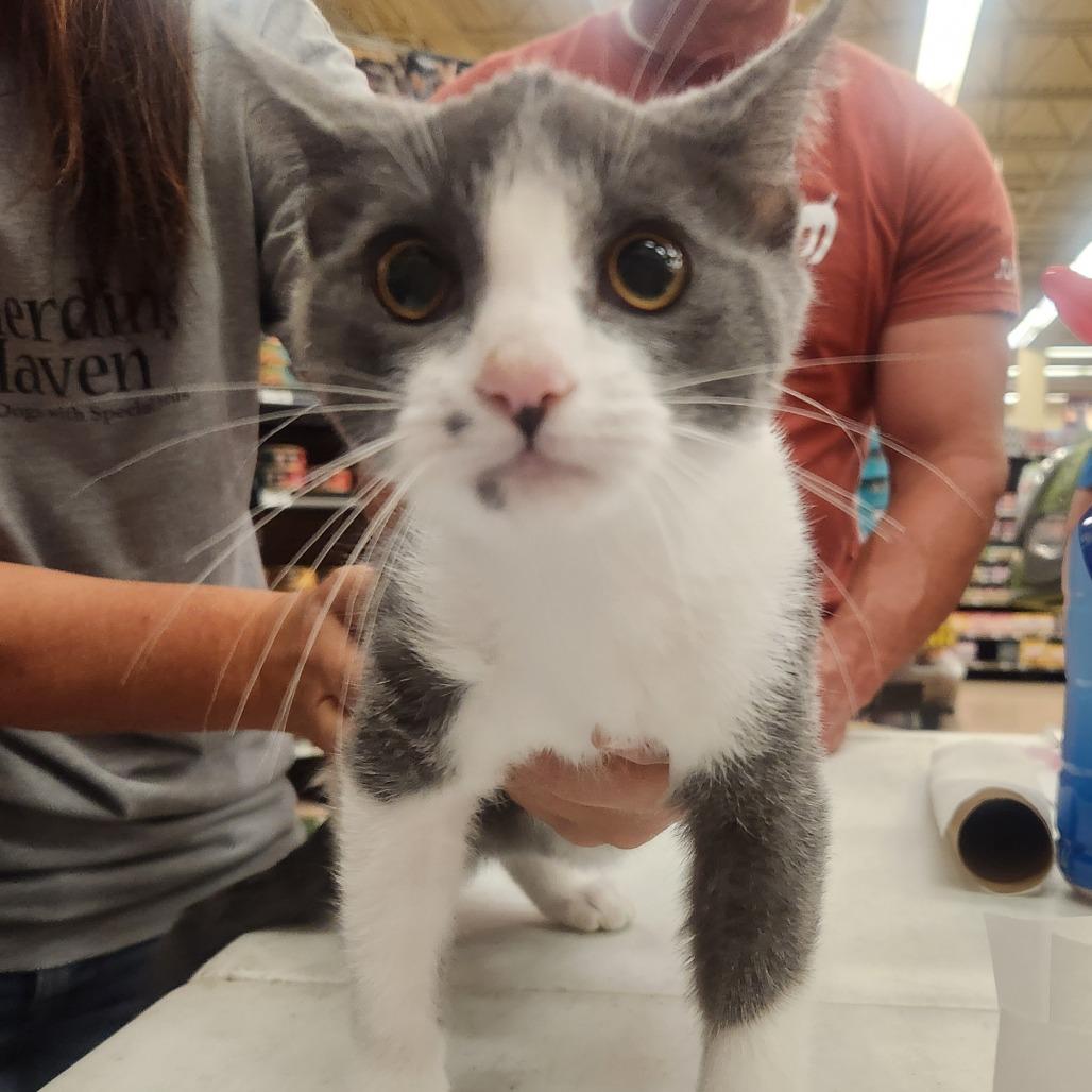 Cooper, a Adoptable Domestic Short Hair in Layton, UT image 2/2