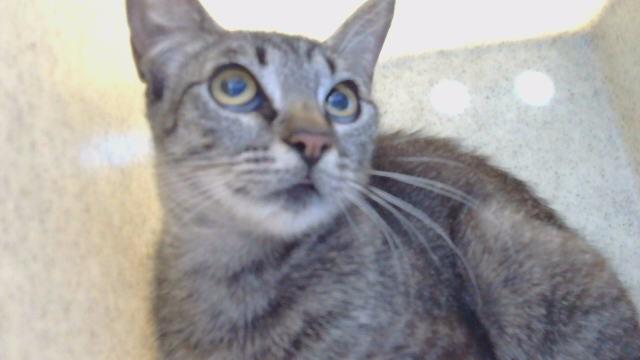 ROSE, Adoptable, Young Female Domestic Short Hair.