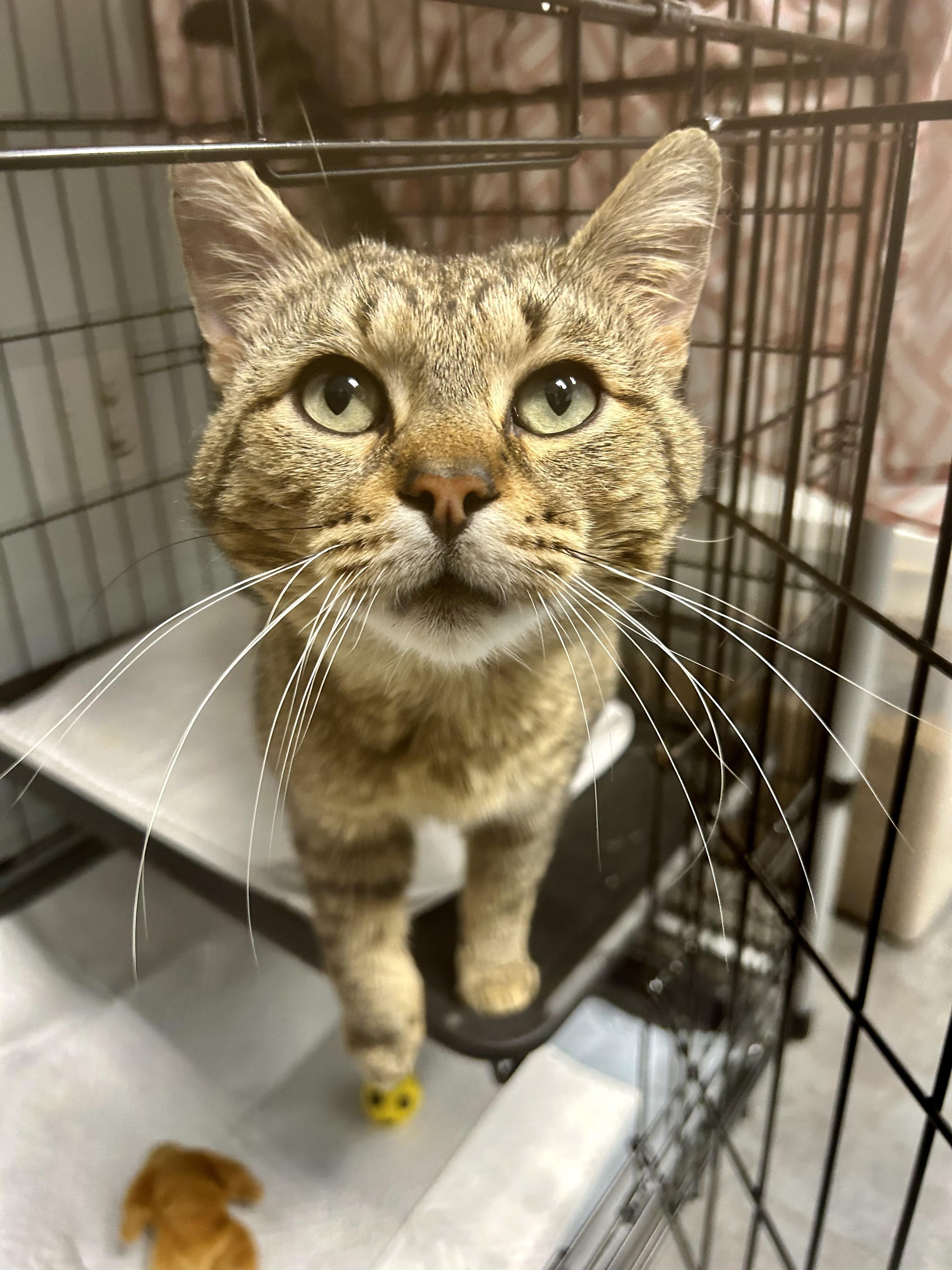Enlarge Duke - CHOW HOUND - ADOPTION PENDING!, an adopted Tabby in Grand Rapids, MI image 2/6