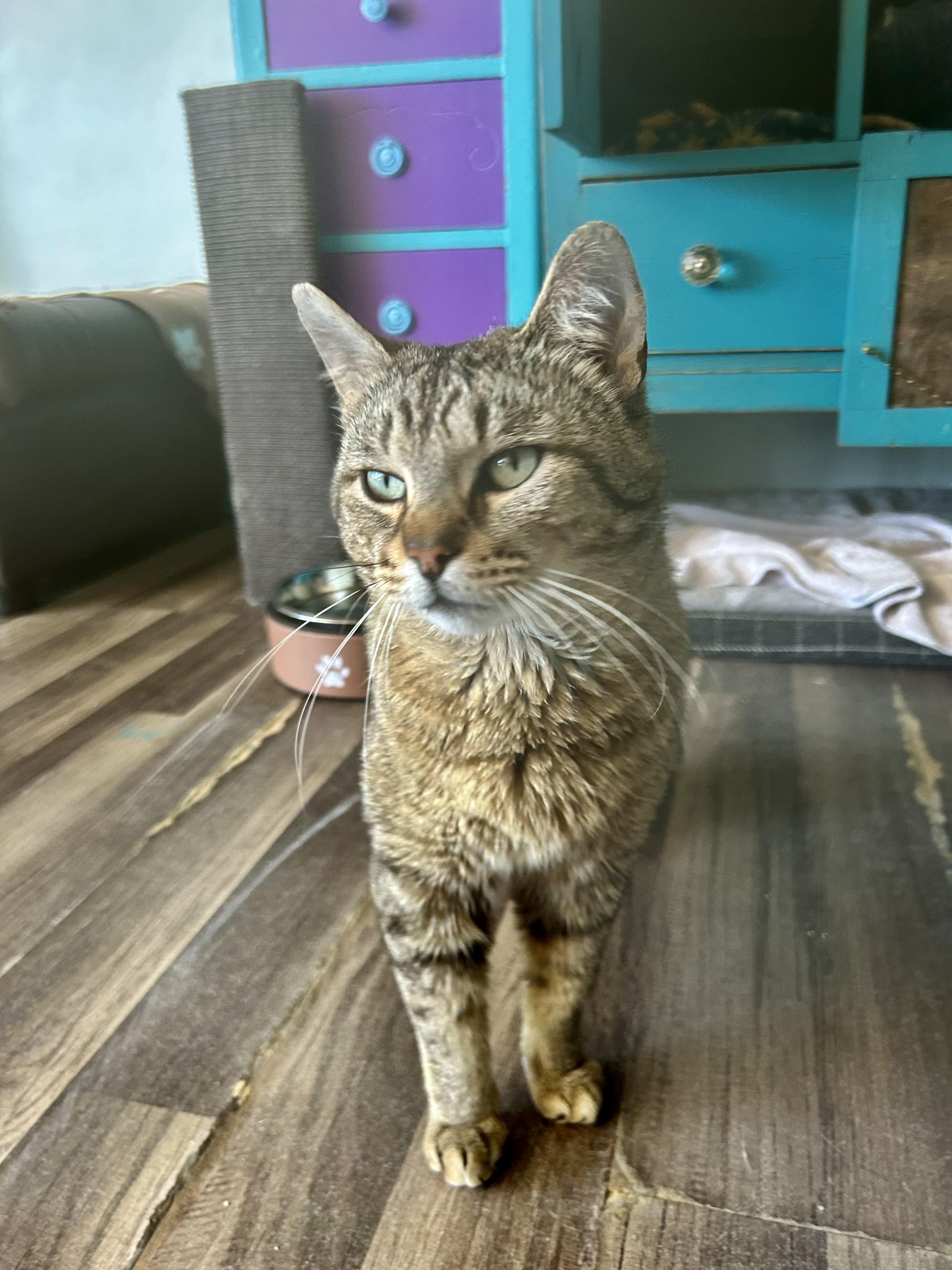 Enlarge Duke - CHOW HOUND - ADOPTION PENDING!, an adopted Tabby in Grand Rapids, MI image 3/6