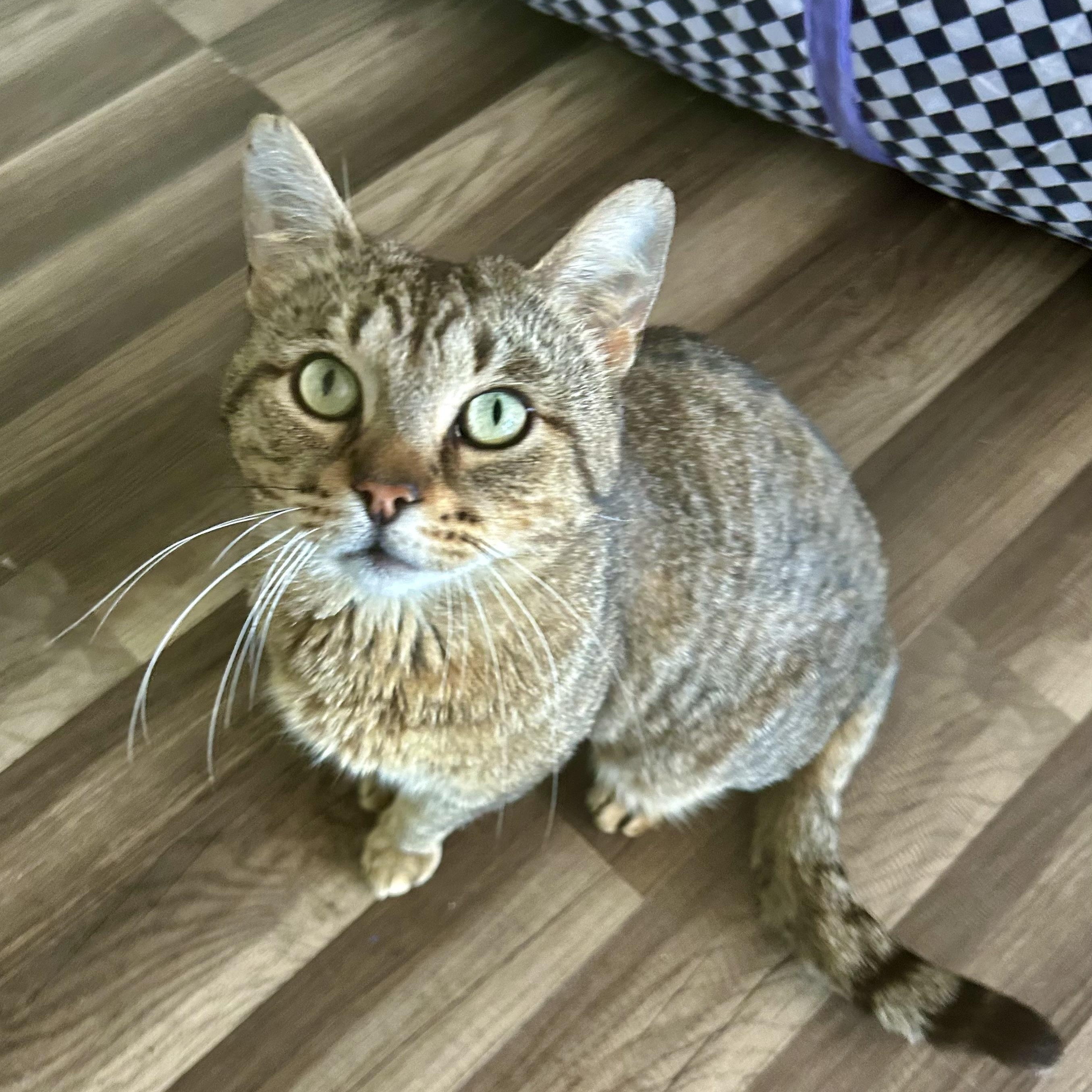 Enlarge Duke - CHOW HOUND - ADOPTION PENDING!, an adopted Tabby in Grand Rapids, MI image 4/6