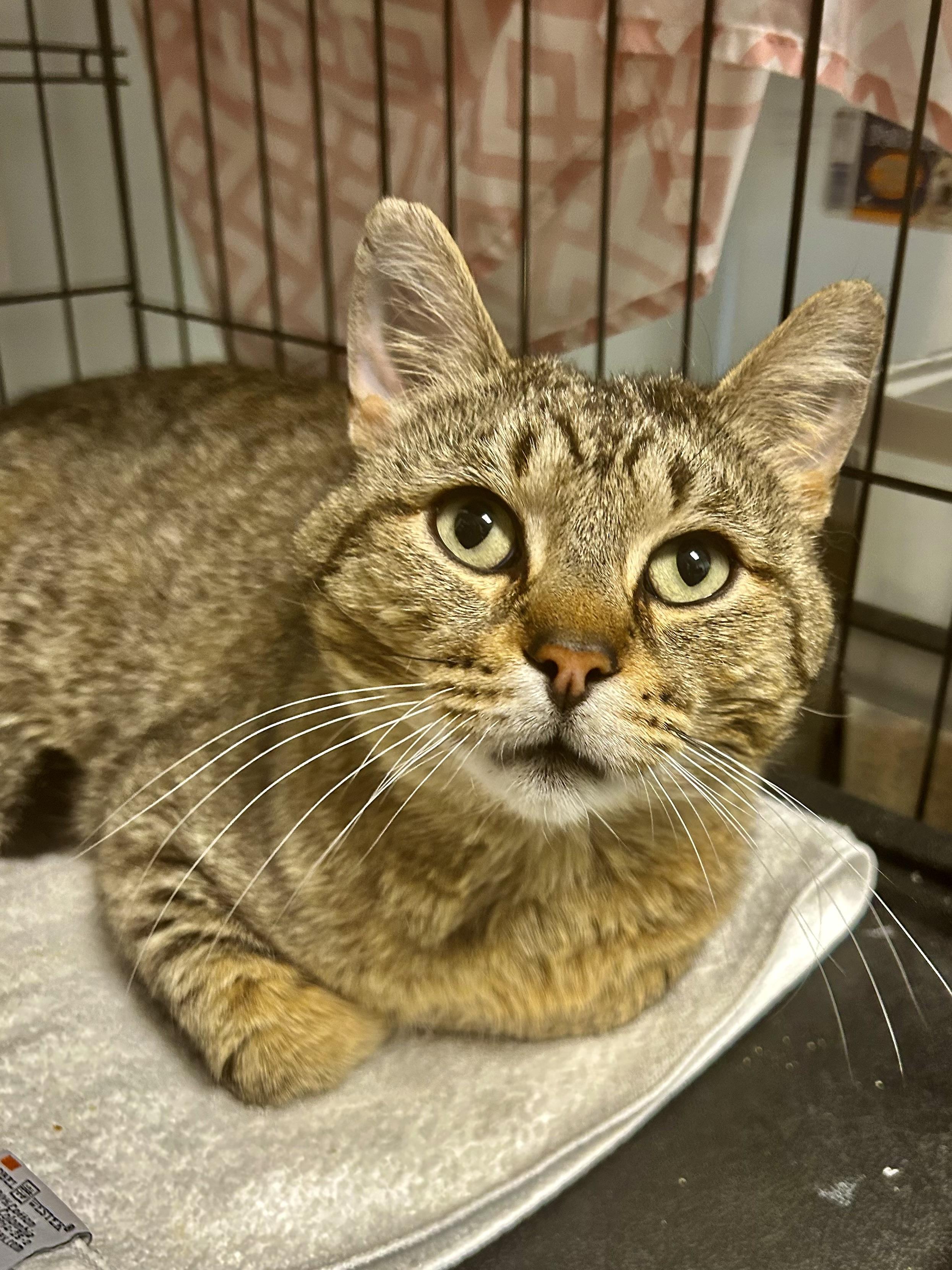 Enlarge Duke - CHOW HOUND - ADOPTION PENDING!, an adopted Tabby in Grand Rapids, MI image 5/6