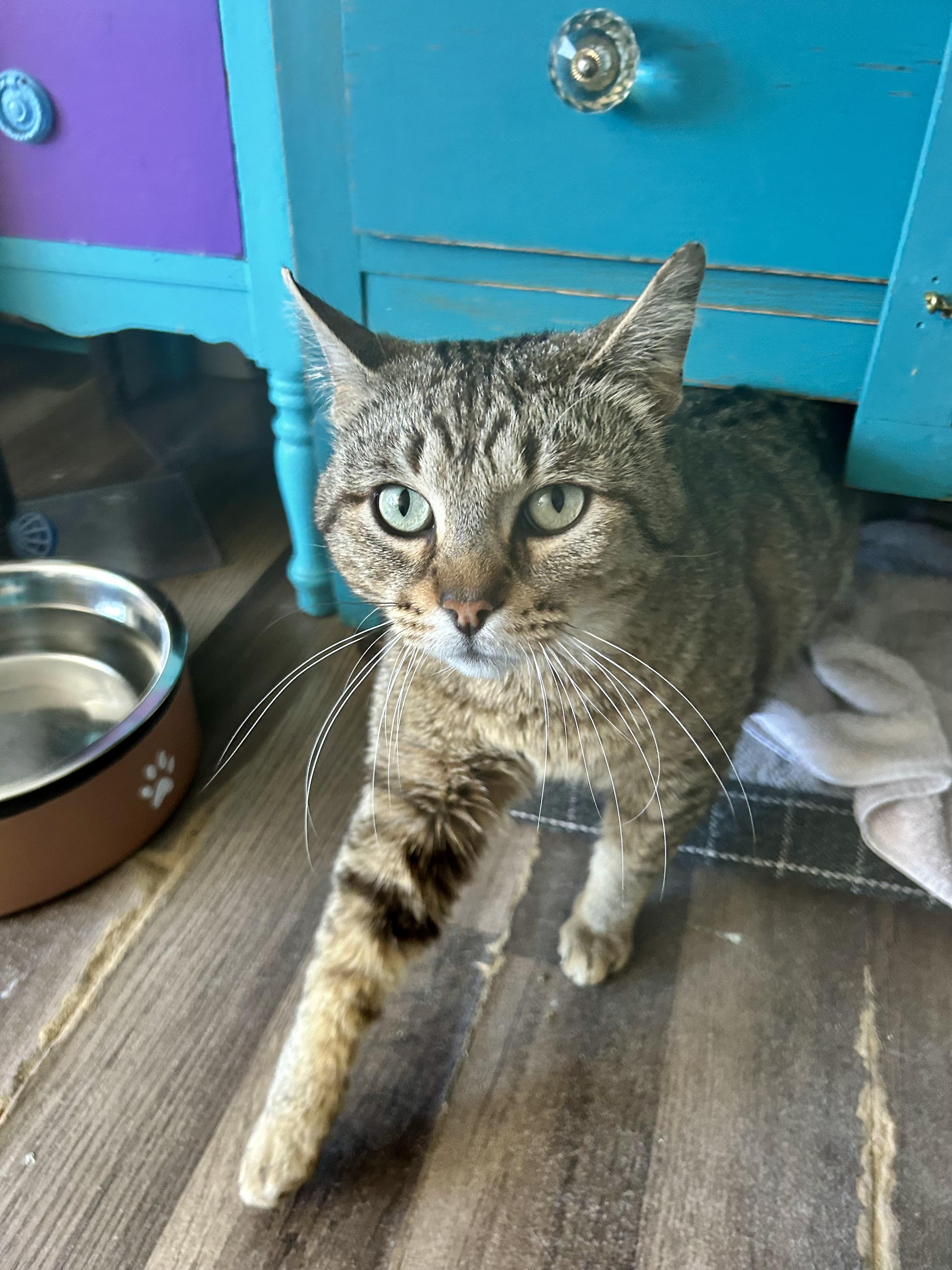 Enlarge Duke - CHOW HOUND - ADOPTION PENDING!, an adopted Tabby in Grand Rapids, MI image 6/6