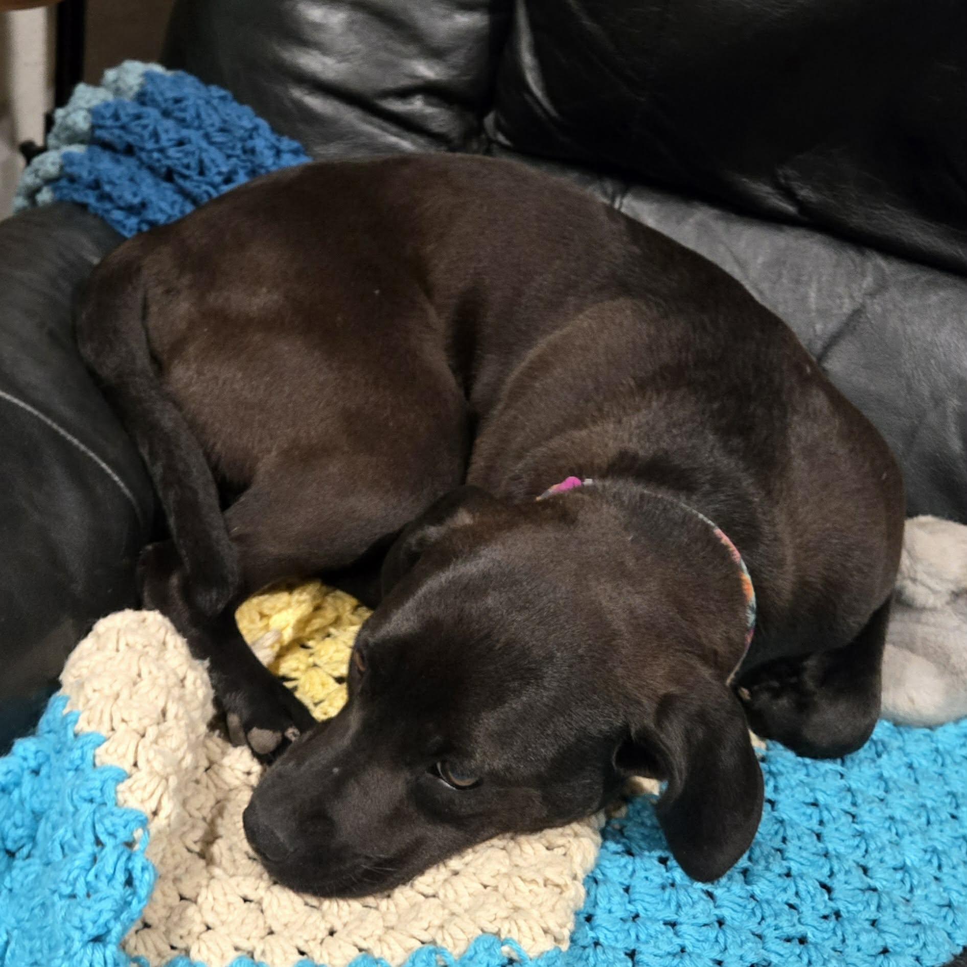 Enlarge Pepper, a ADOPTABLE mixed breed in Union Grove, WI image 2/6