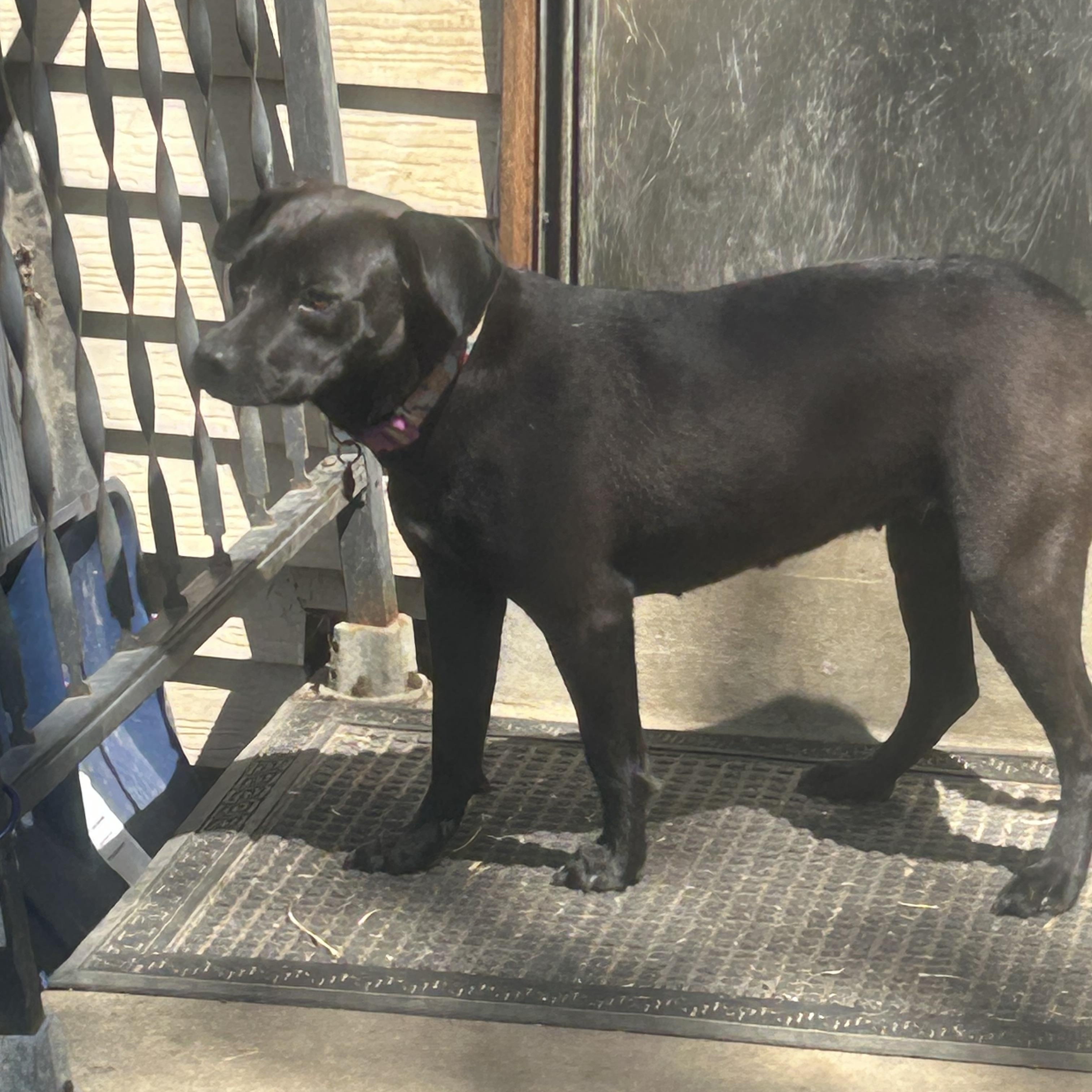 Enlarge Pepper, a ADOPTABLE mixed breed in Union Grove, WI image 3/6