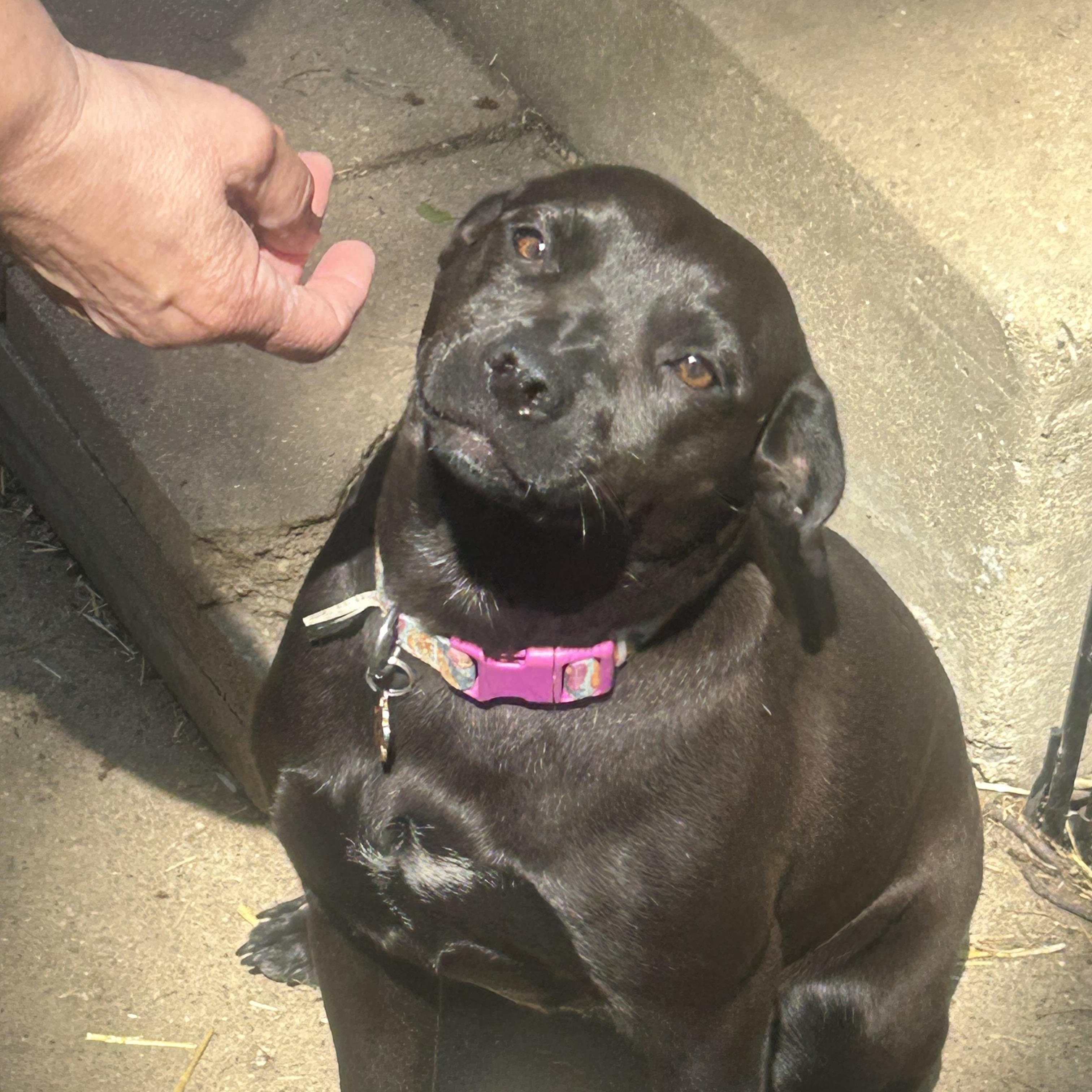 Enlarge Pepper, a ADOPTABLE mixed breed in Union Grove, WI image 6/6