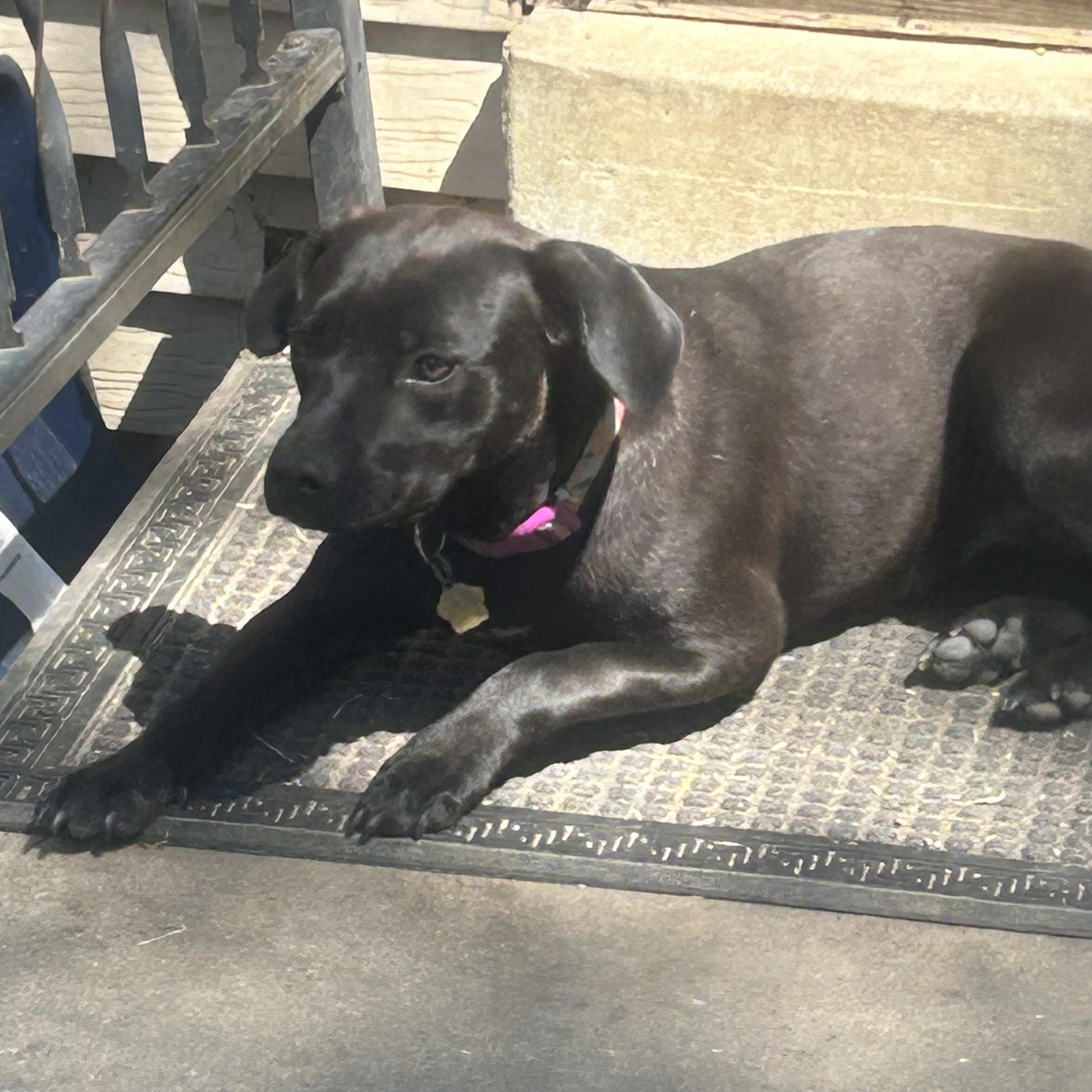 Enlarge Pepper, a ADOPTABLE mixed breed in Union Grove, WI image 4/6