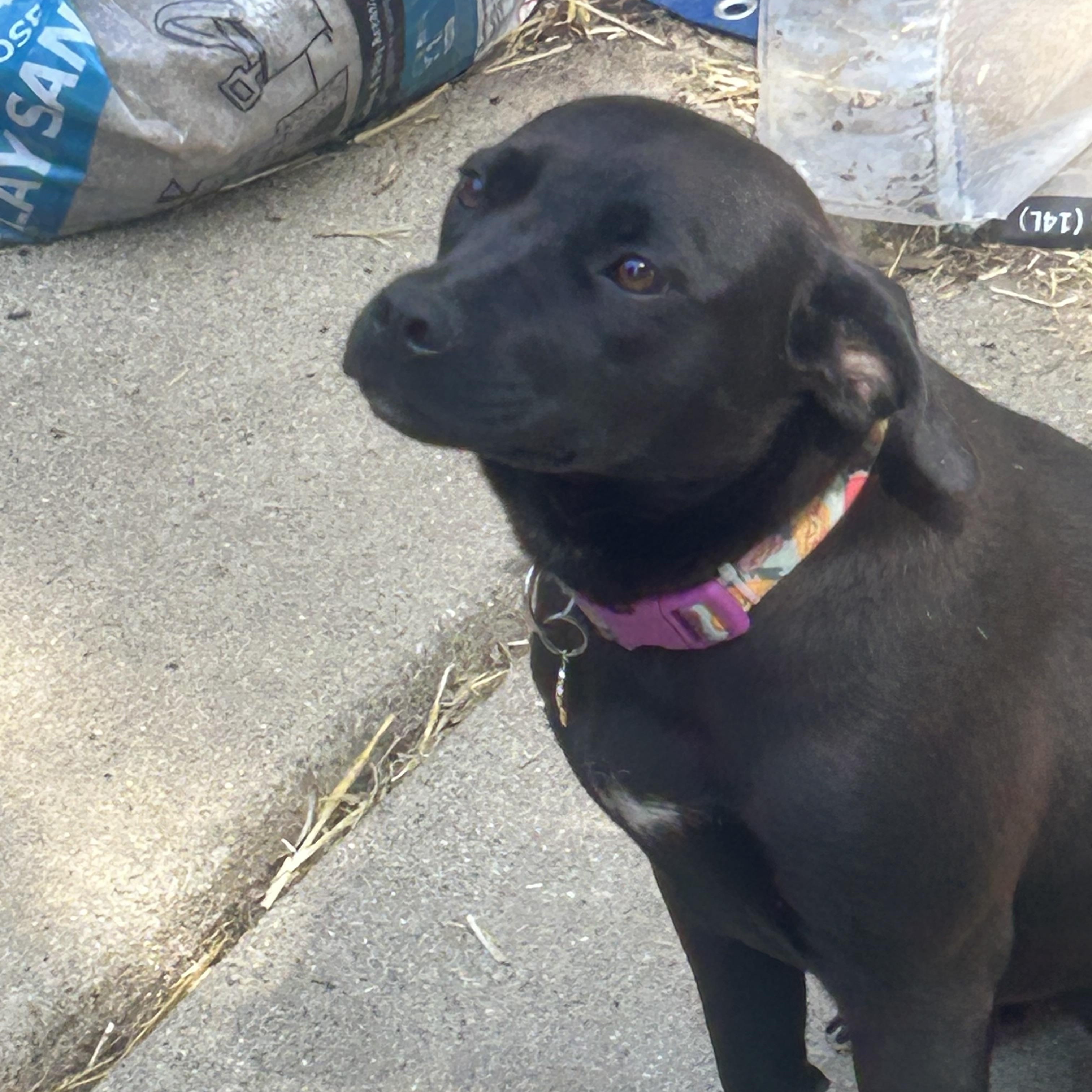 Enlarge Pepper, a ADOPTABLE mixed breed in Union Grove, WI image 5/6
