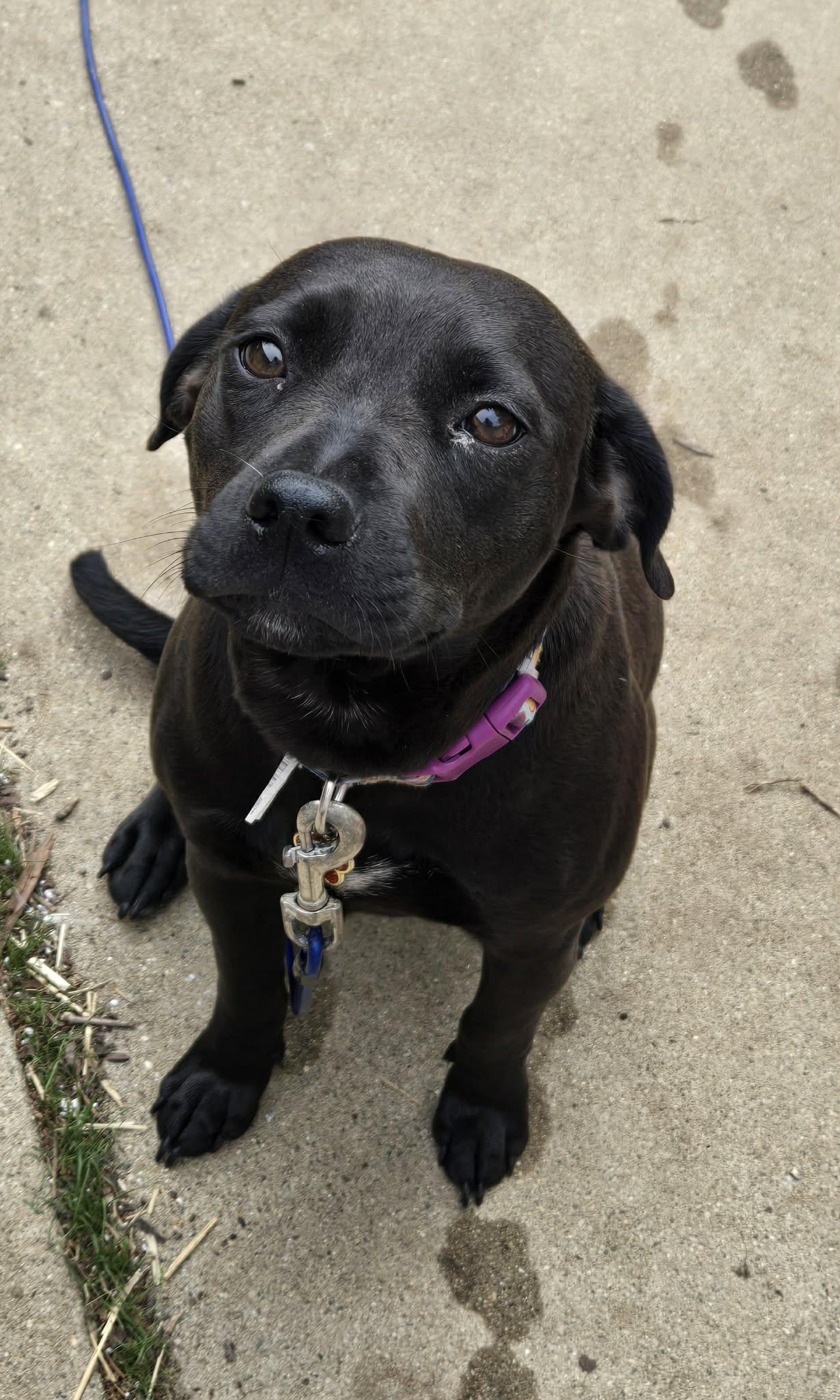 Enlarge Pepper, a ADOPTABLE mixed breed in Union Grove, WI image 1/6