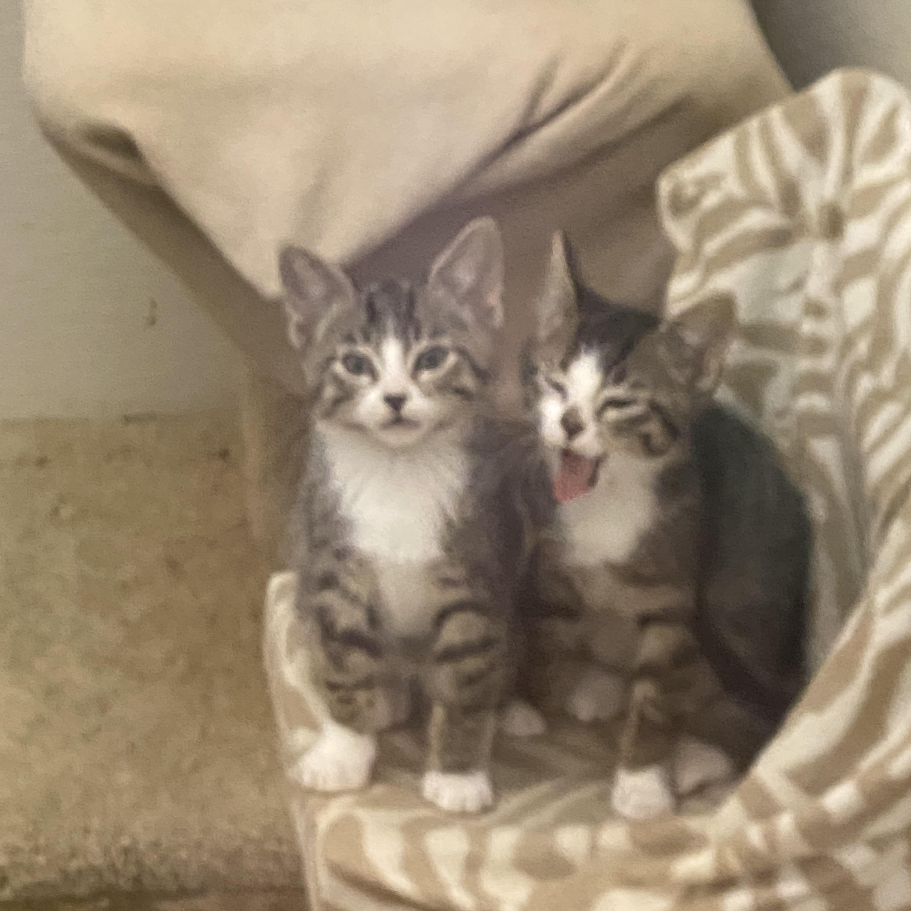 Enlarge Swizzle and Savant, a Adoptable mixed breed in Stanwood, WA image 2/3