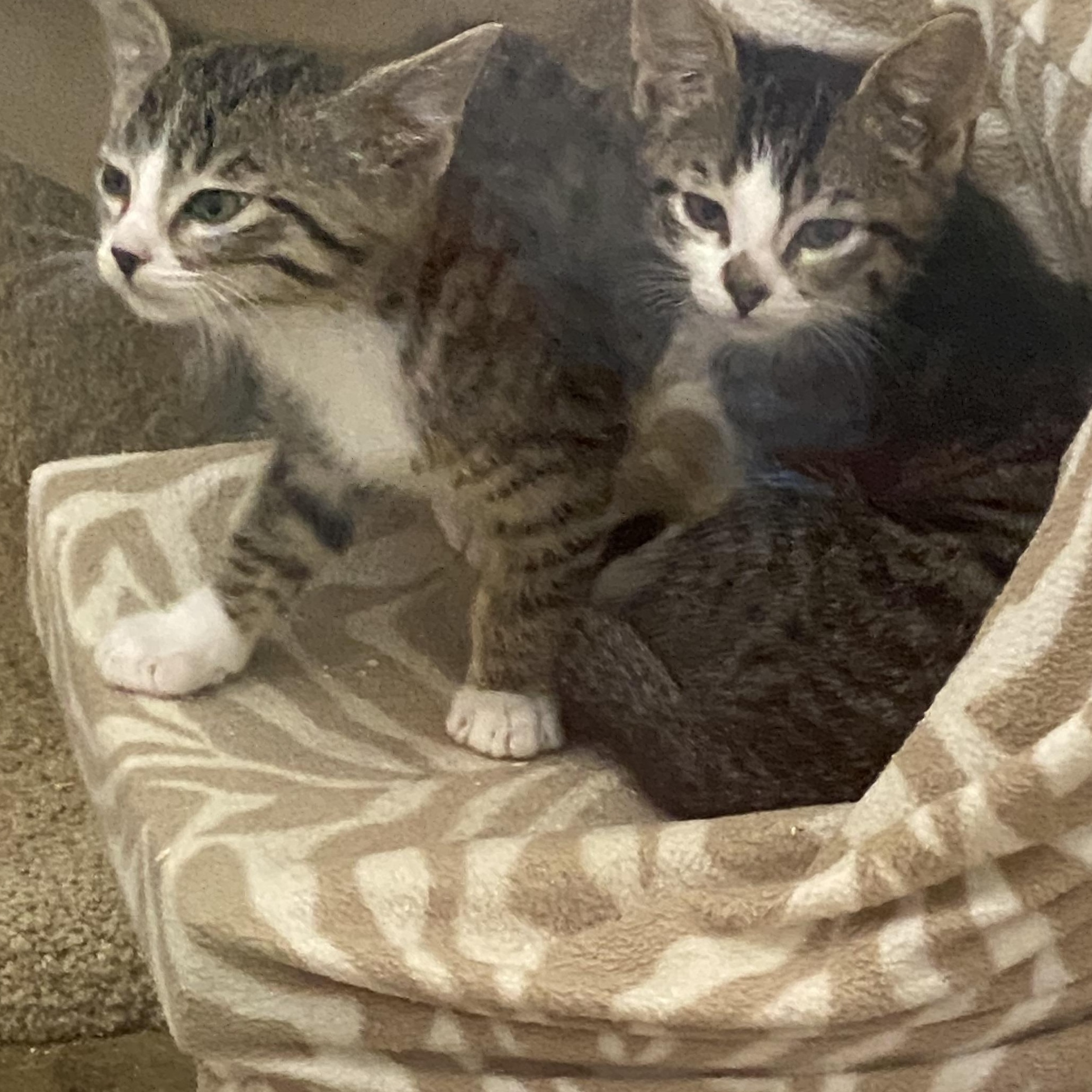 Swizzle and Savant, Adoptable, Kitten Male Tabby.