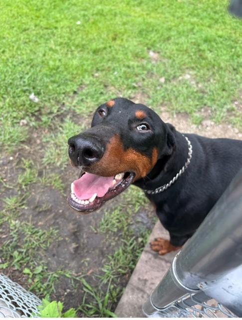 TANDOORI, Adoptable, Young Male Doberman Pinscher.
