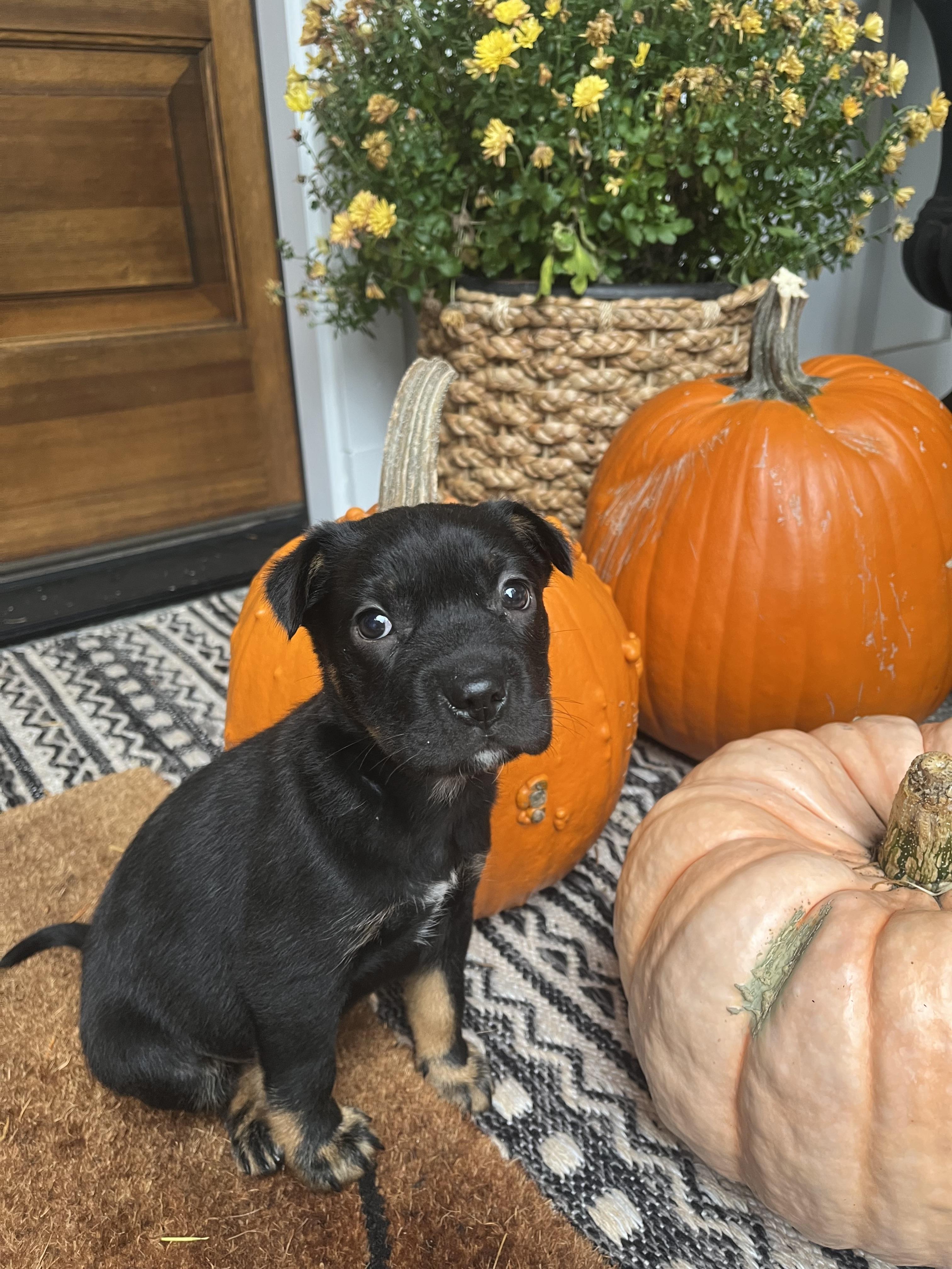 Harley, Adoptable, Young Female Australian Cattle Dog / Blue Heeler.