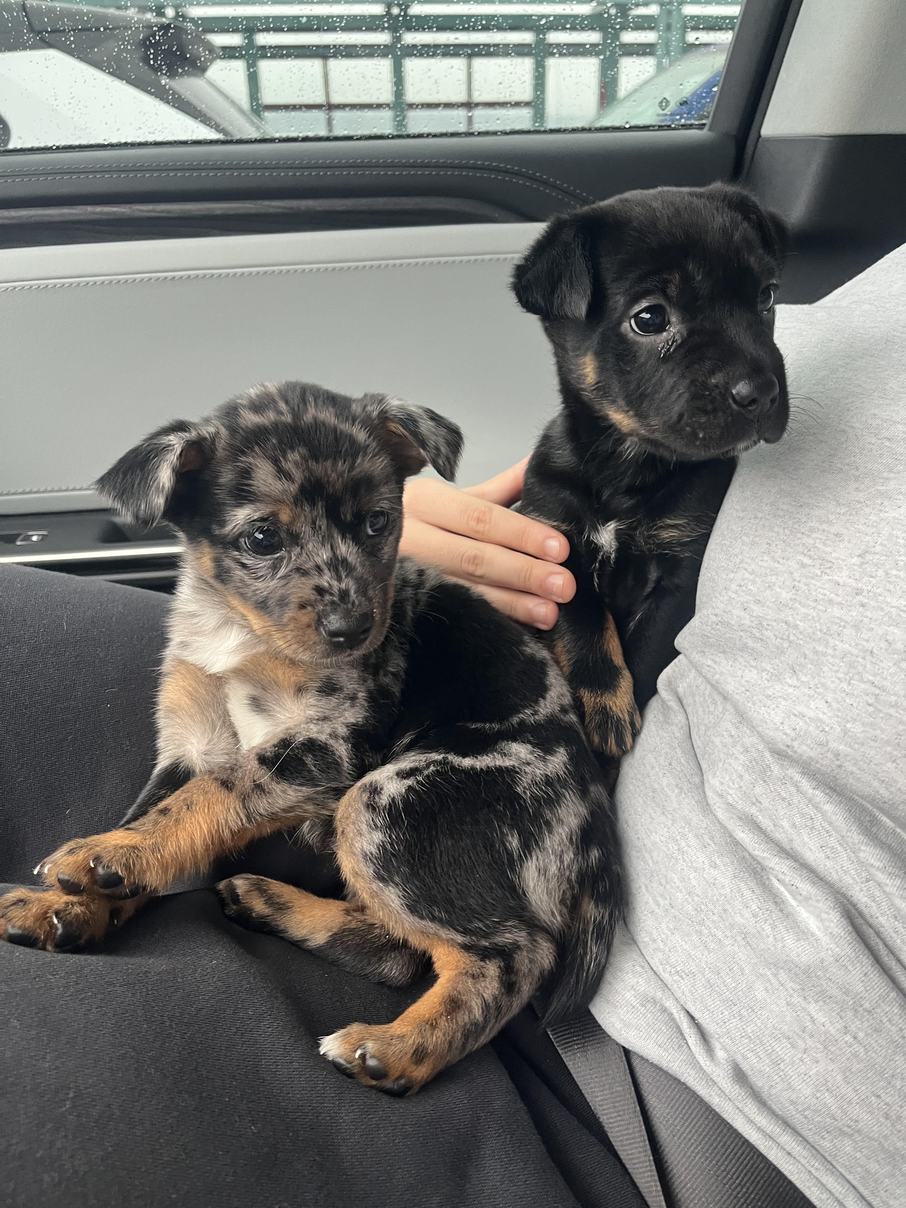 Enlarge Harley, a Adoptable mixed breed in CLINTON, WA image 2/2