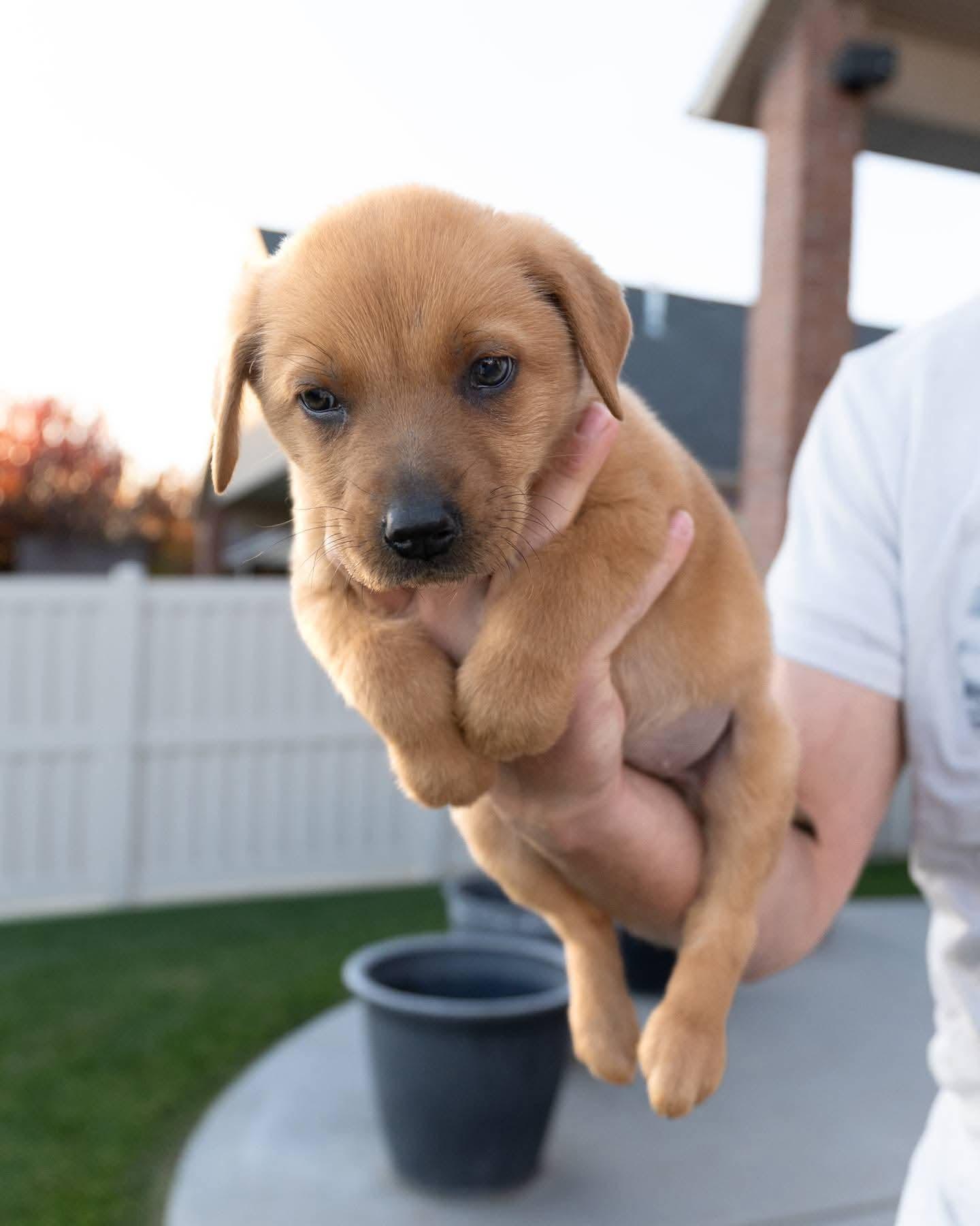 Enlarge Frederina, a Adoptable mixed breed in Midway, UT image 1/3