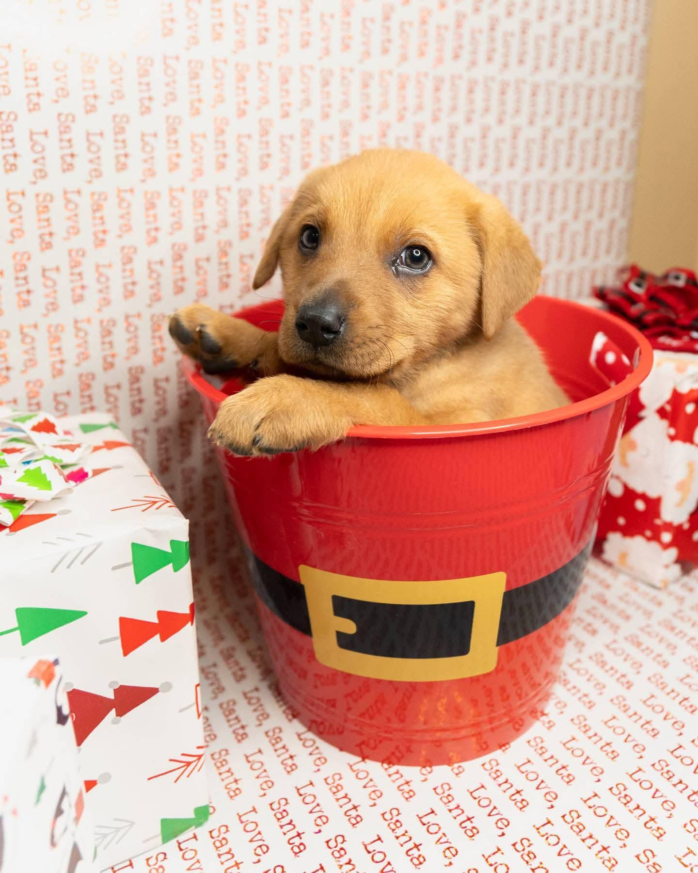 Enlarge Frederina, a Adoptable mixed breed in Midway, UT image 2/3